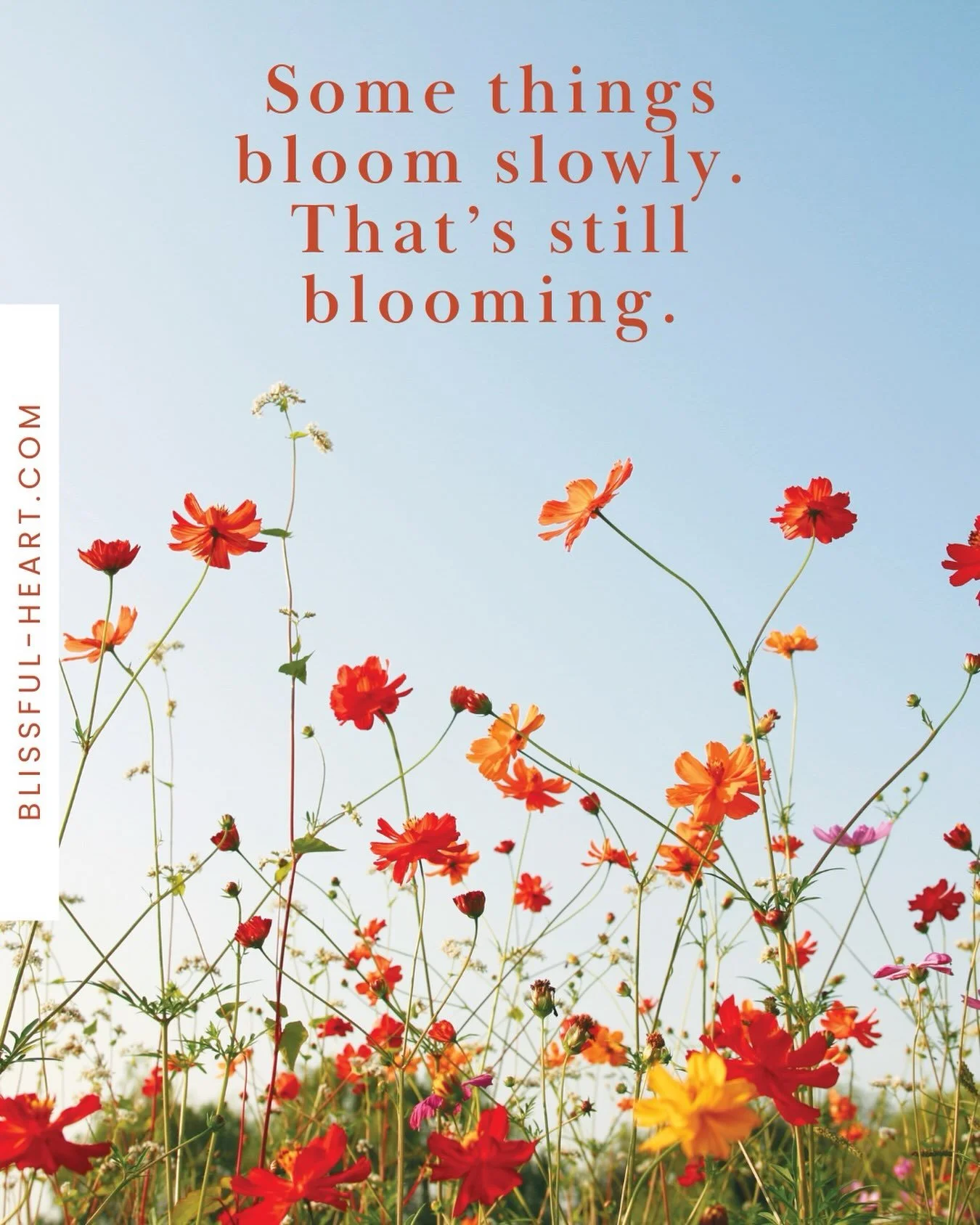 Summer has a way of reminding us that growth doesn&rsquo;t wait for perfect conditions. Like these wildflowers, we&rsquo;re not meant to bloom on someone else&rsquo;s timeline &mdash; just to keep opening, right where we&rsquo;re planted.

Wherever y