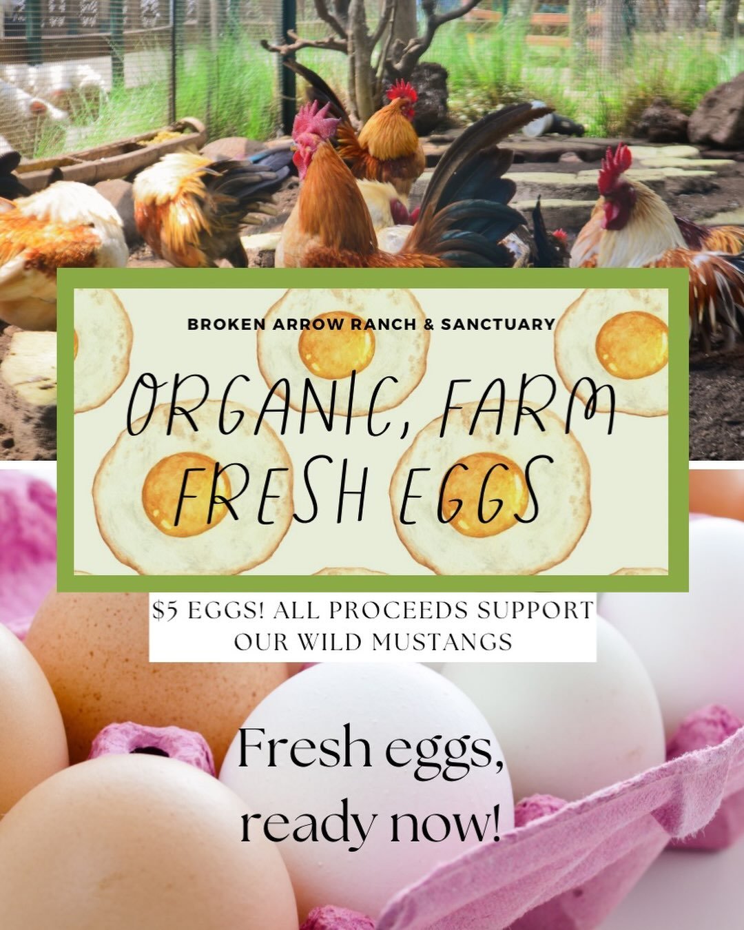 We have eggs fresh from the ranch for only $5! Proceeds benefit our equine rescue, Broken Arrow Ranch &amp; Sanctuary. Come on down to Blissful Heart and grab yours while they last.