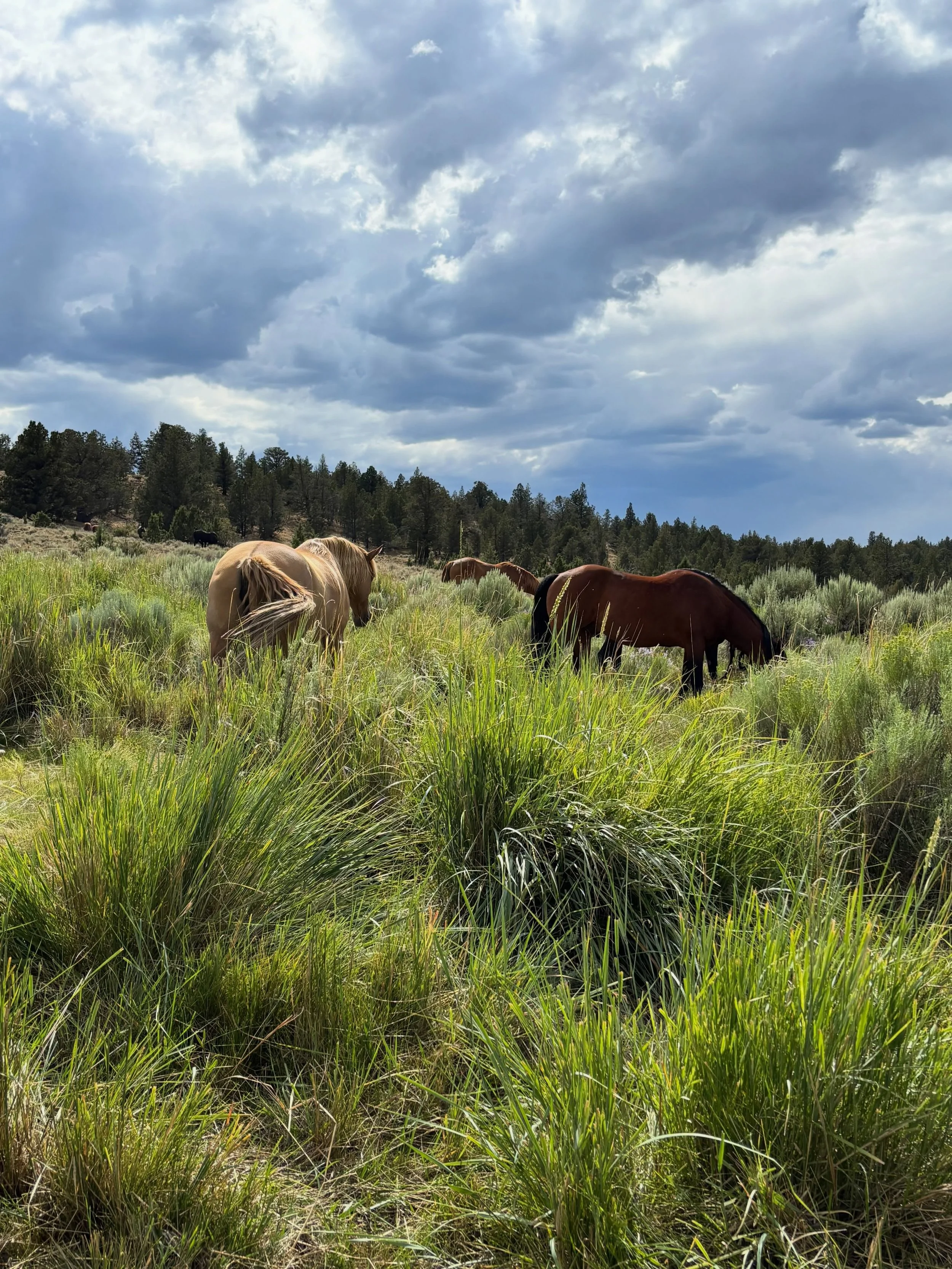 There&rsquo;s a quiet kind of medicine in watching a herd graze through grass this tall.

This is what thoughtful land stewardship looks like - rotational grazing at Broken Arrow Ranch &amp; Sanctuary has helped this pasture reach its full potential,