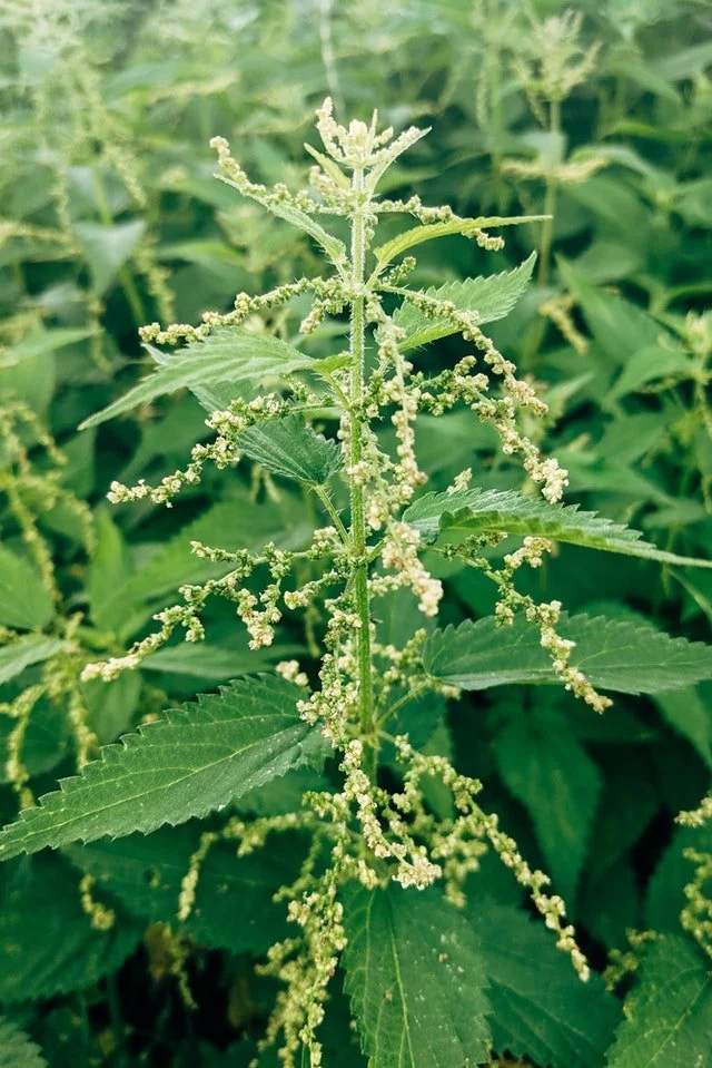 Stinging nettle