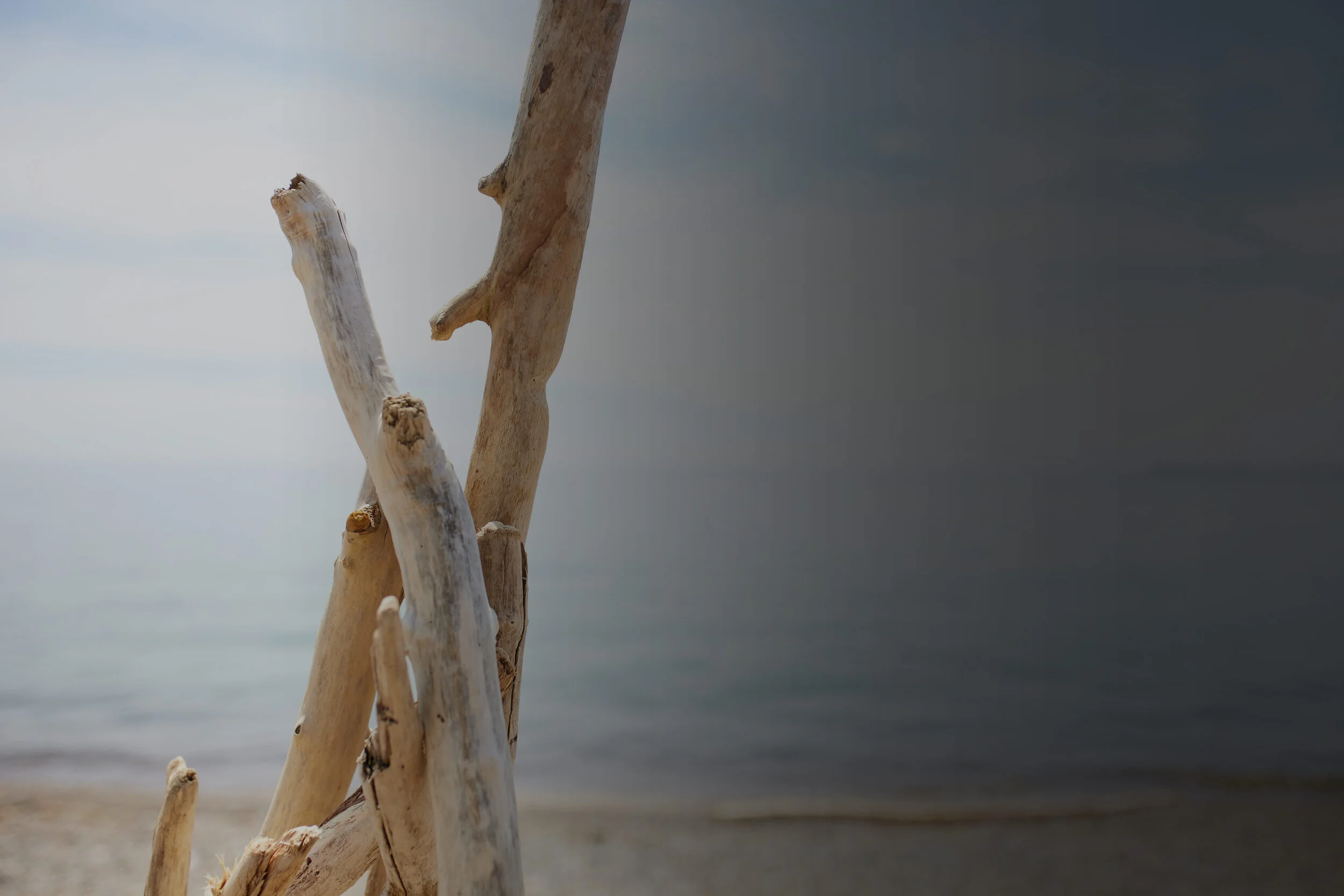 drift-wood.jpg