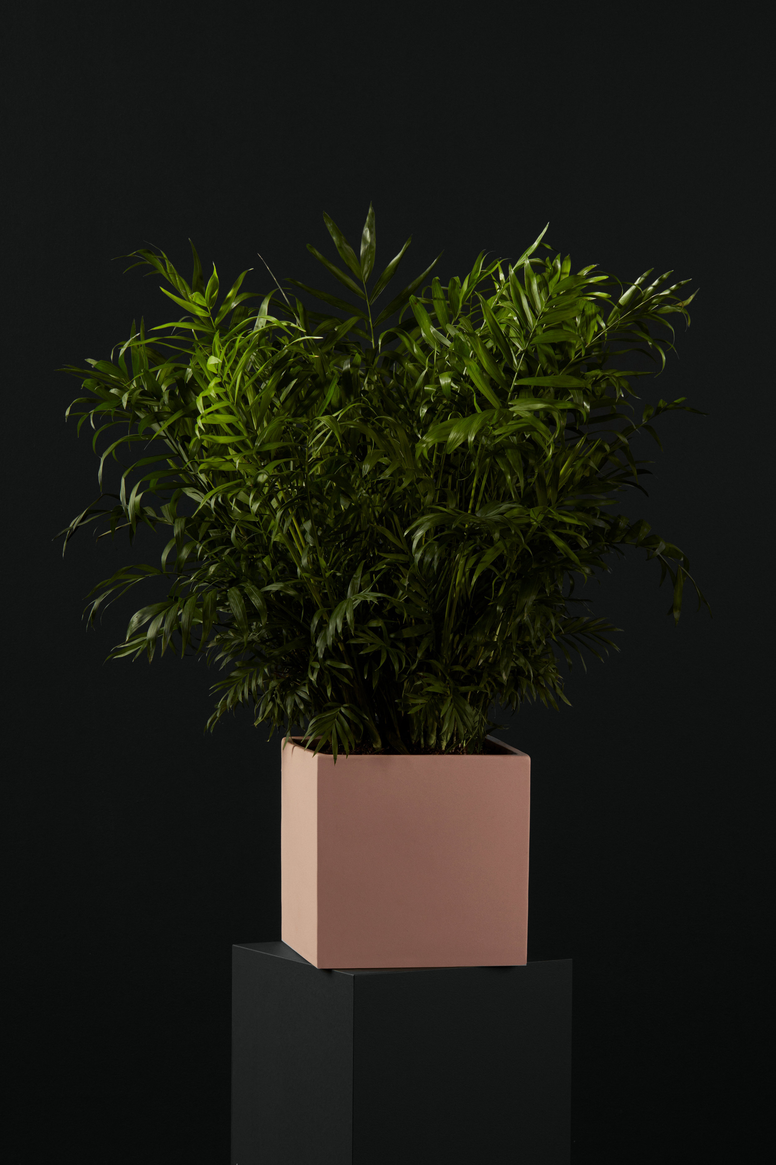 Ecomm_18_Palm_004.jpg