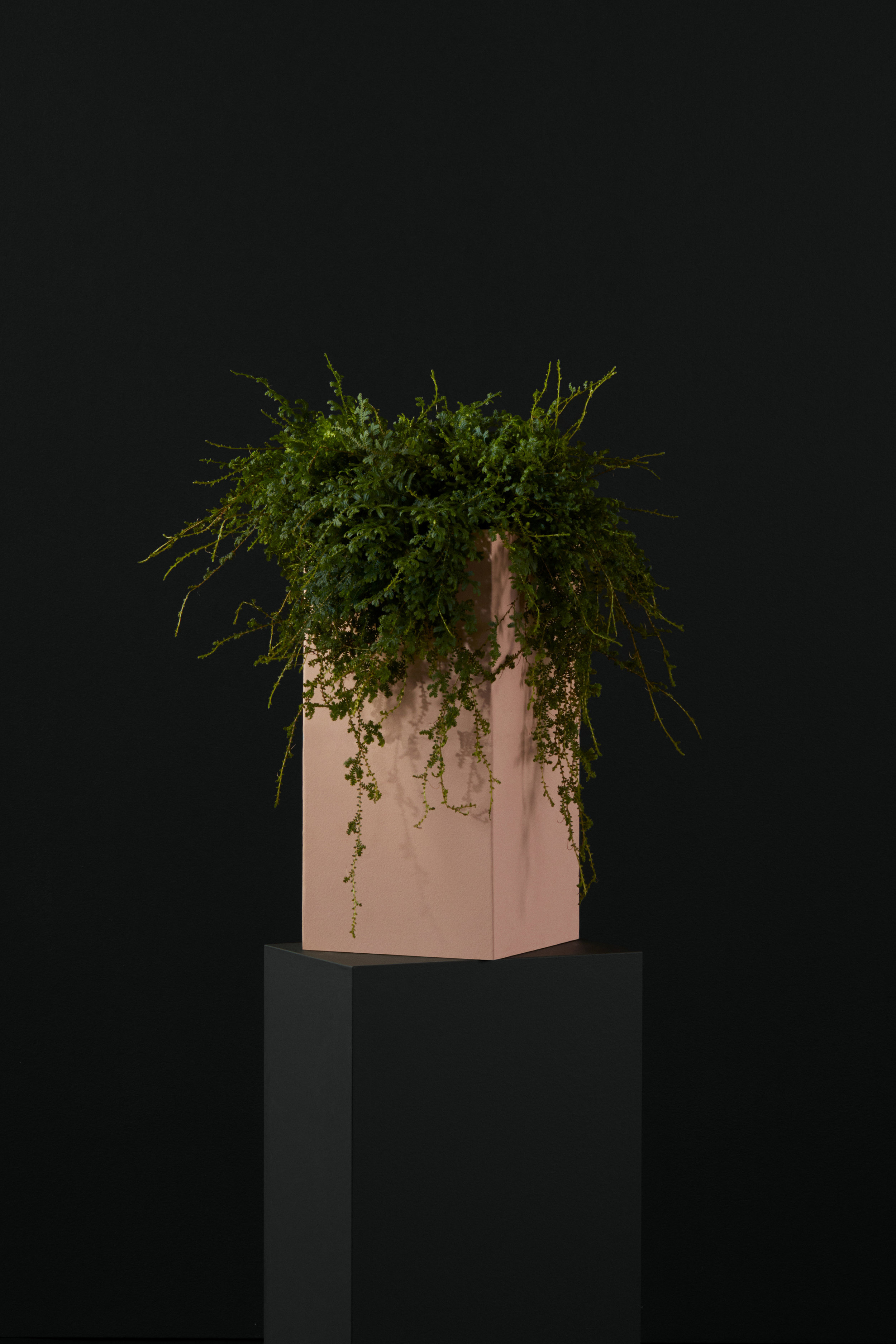 Ecomm_07_Fern_003.jpg