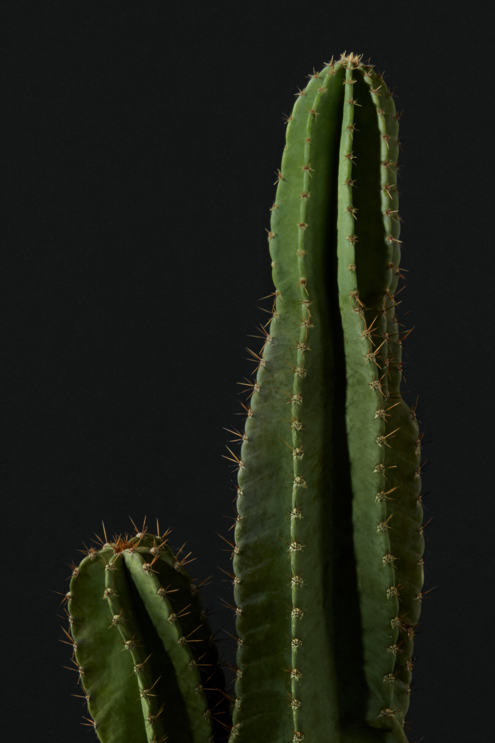 texture-cactus.jpg