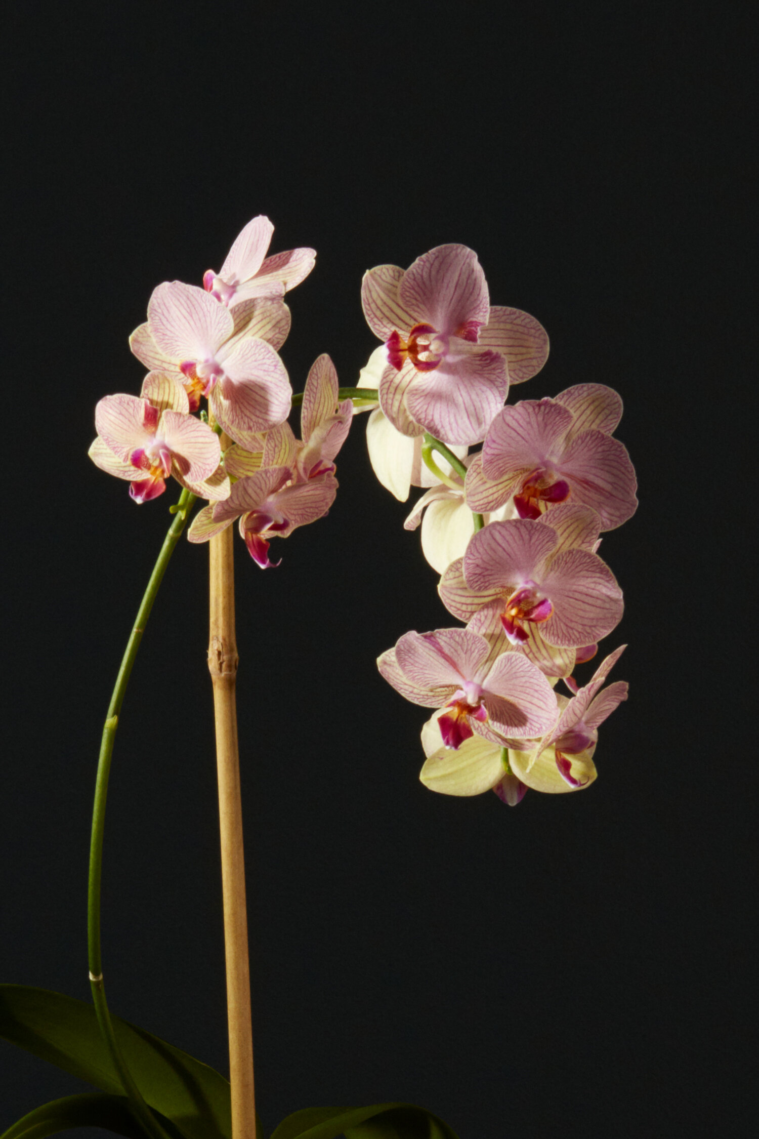 texture-orchid.jpg