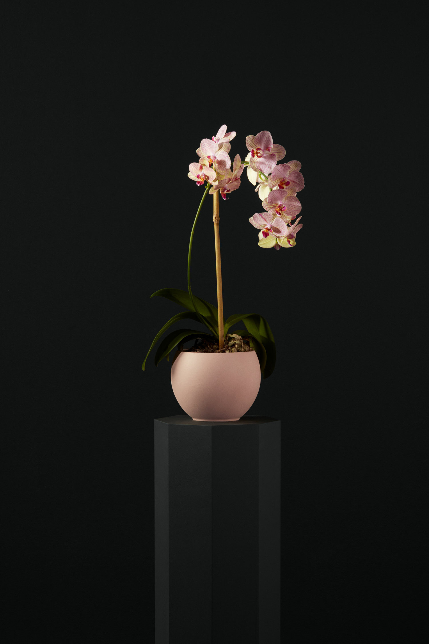 Ecomm_04_Orchid_005.jpg