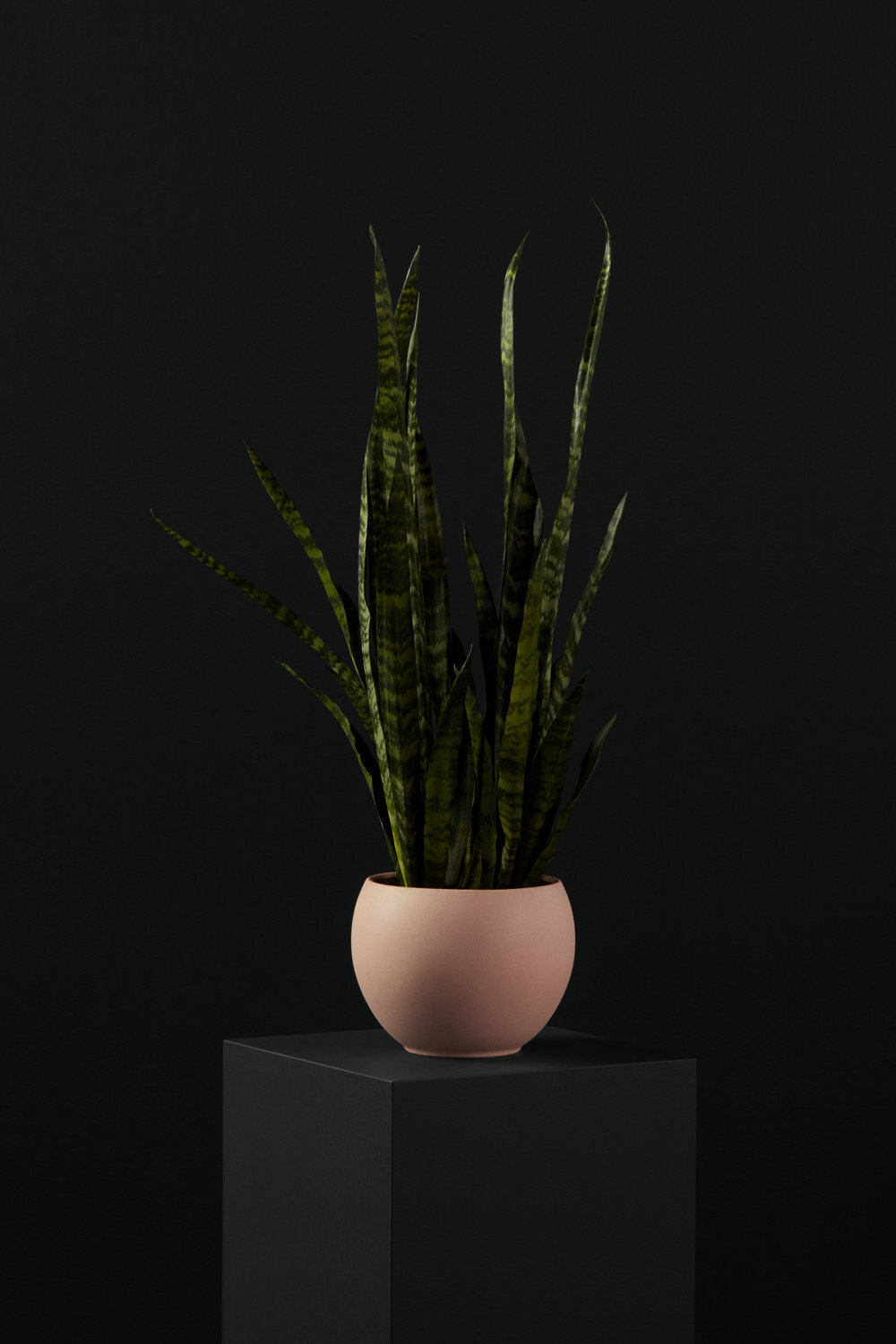 Sansevieria