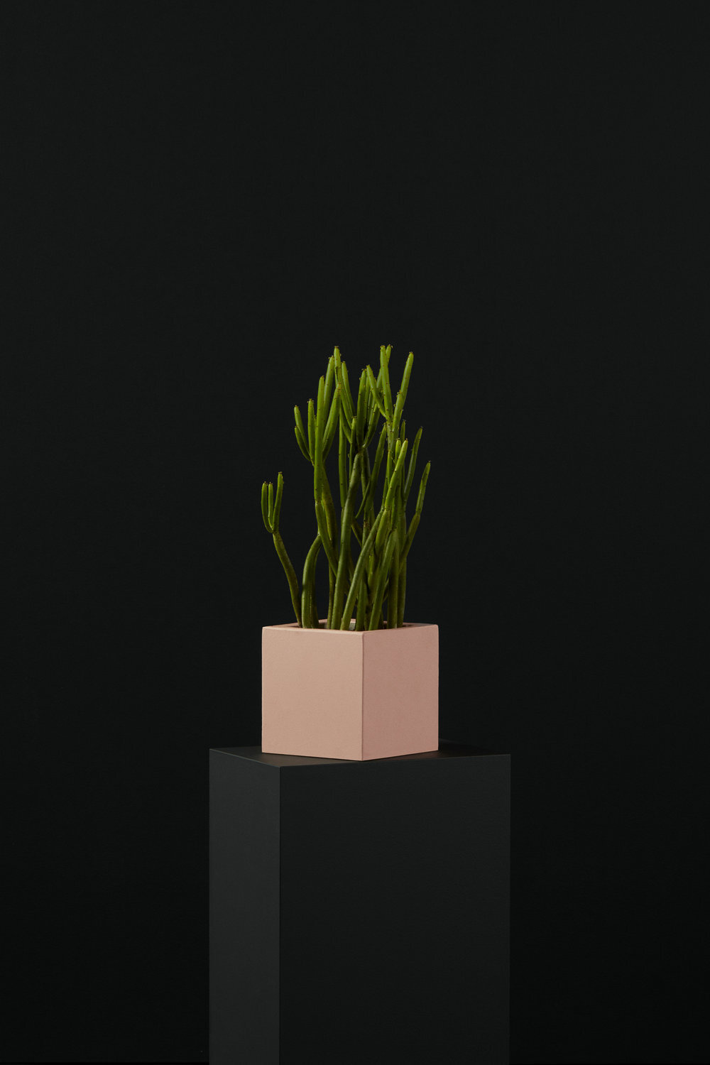 Plante crayon