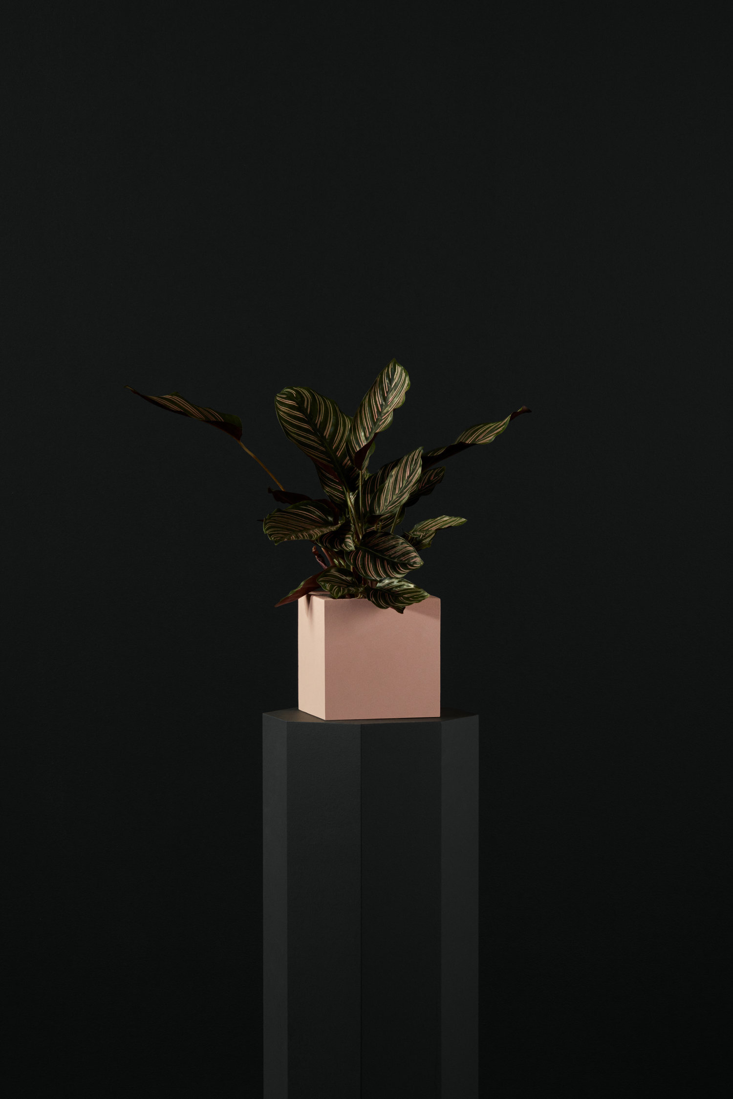 Ecomm_03_CalatheaPink_006.jpg