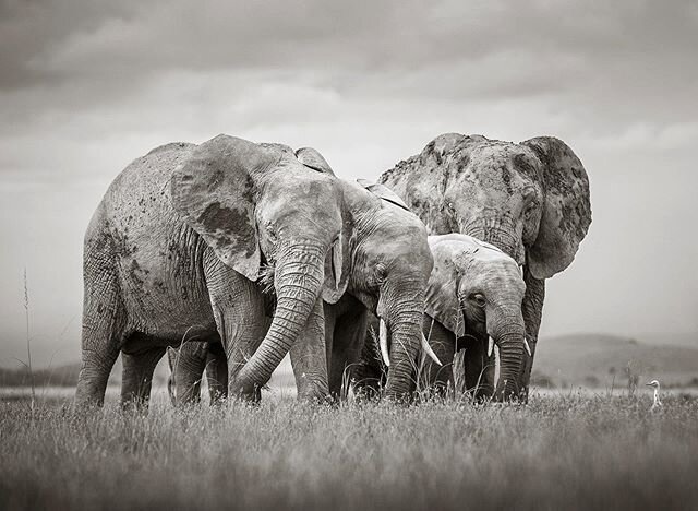 A family that grazes together, stays together
Amboseli, Kenya
_______________________________________________________
Email us at hello@andybiggs.com to book a private tailor-made safari to Africa and beyond. @andy_biggs_safaris www.andybiggs.com
___