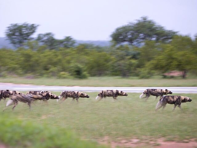 A pack of painted wolves, also known as wild dogs, cape hunting dogs and painted dogs, go hunting next to the airstrip where I had just landed a few minutes earlier. The transition from an airplane to one of the most sought after wildlife sightings w