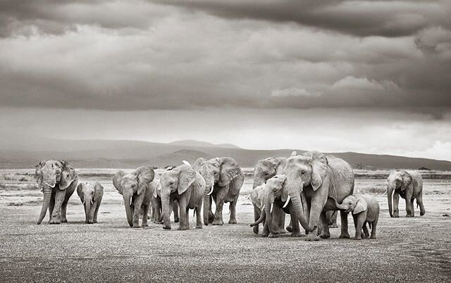 Amboseli, Kenya

_______________________________________________________
Email us at hello@andybiggs.com to book a private tailor-made safari to Africa and beyond. @andy_biggs_safaris www.andybiggs.com
________________________________________________