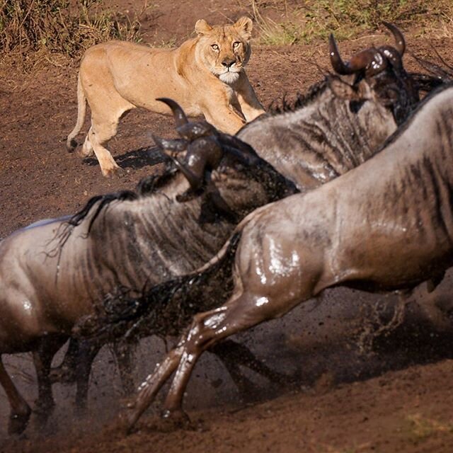 The Hunter and the Hunted. This scenario played out at a water hole in the central Serengeti, as wildebeest and zebras streamed in to drink in the middle of the day. We sat and watched, waiting for something to spook the parched souls, photographing 