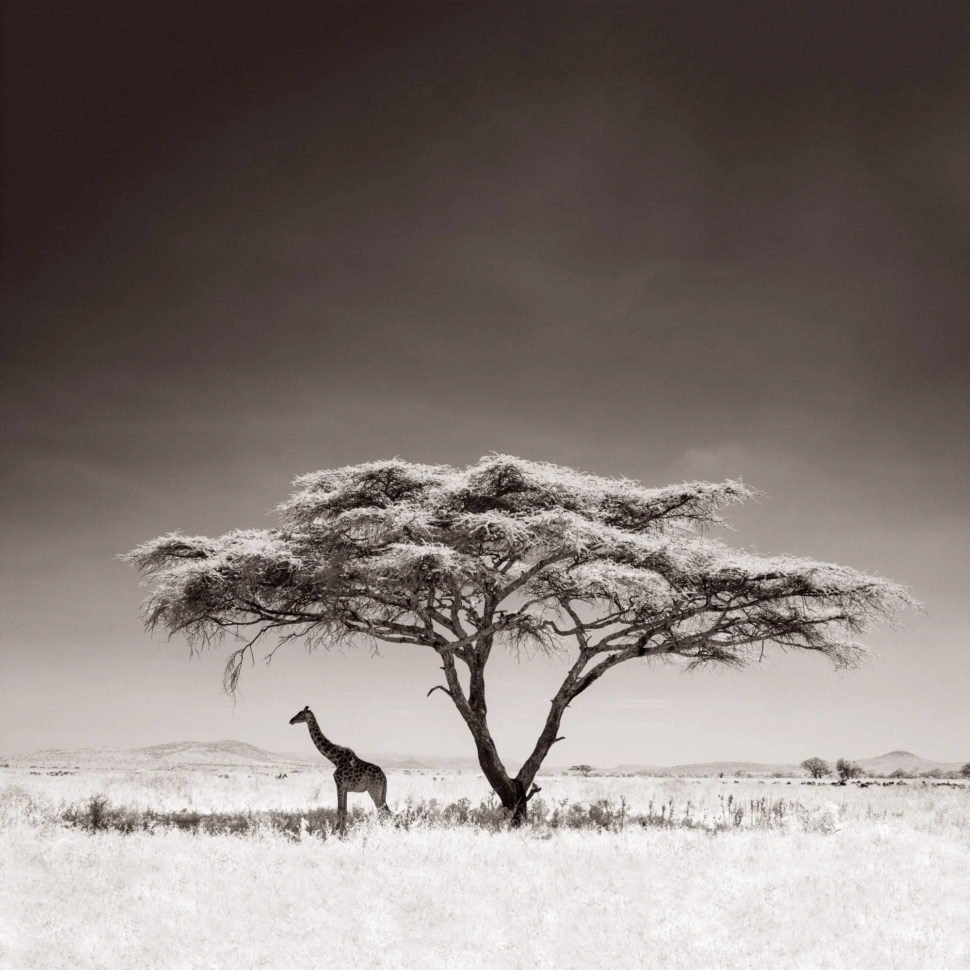 Giraffe Under an Acacia Tree, Serengeti