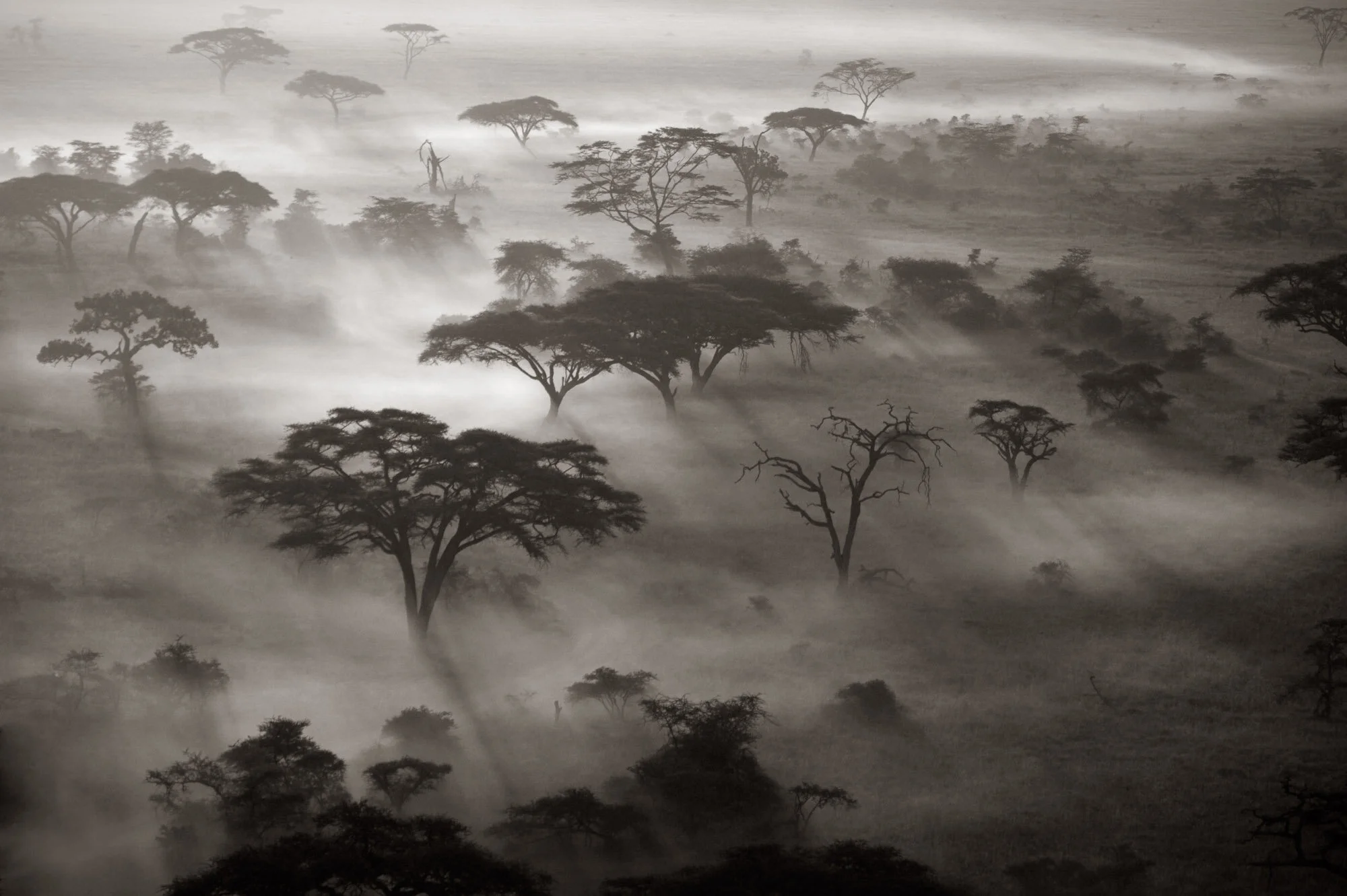 Acacia Trees and Fog, Serengeti