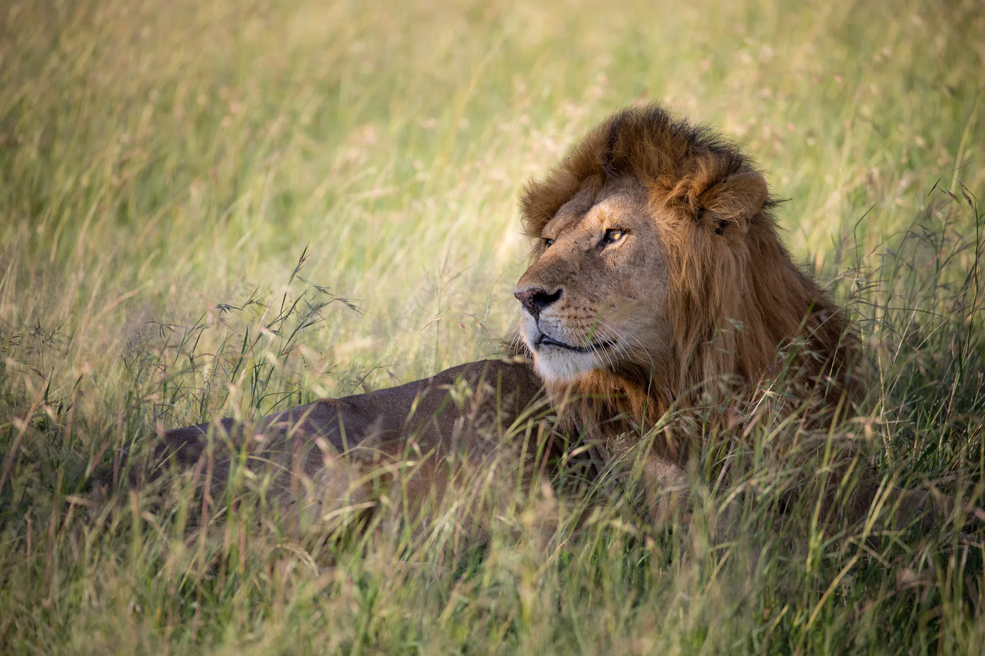 lion photography studio