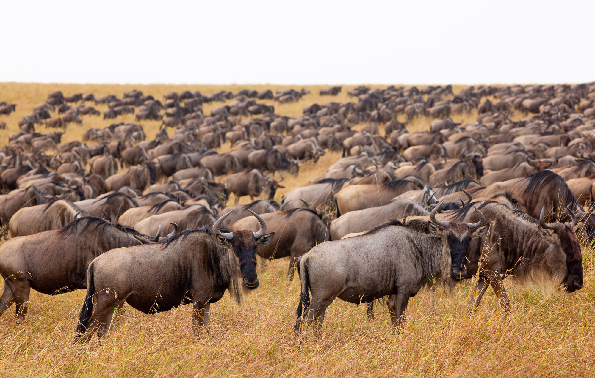 Nyasi Migrational Camp, Serengeti National Park, Tanzania