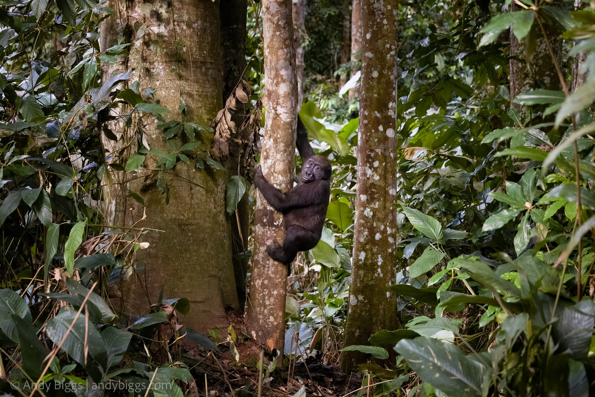 Lowland Gorilla and Forest Elephant Adventure
