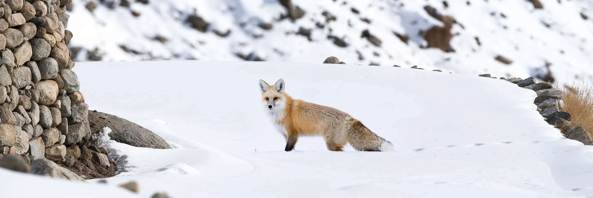 _NMG2490-Edit_fox vulpes Himalayas snow winter panorama.jpg