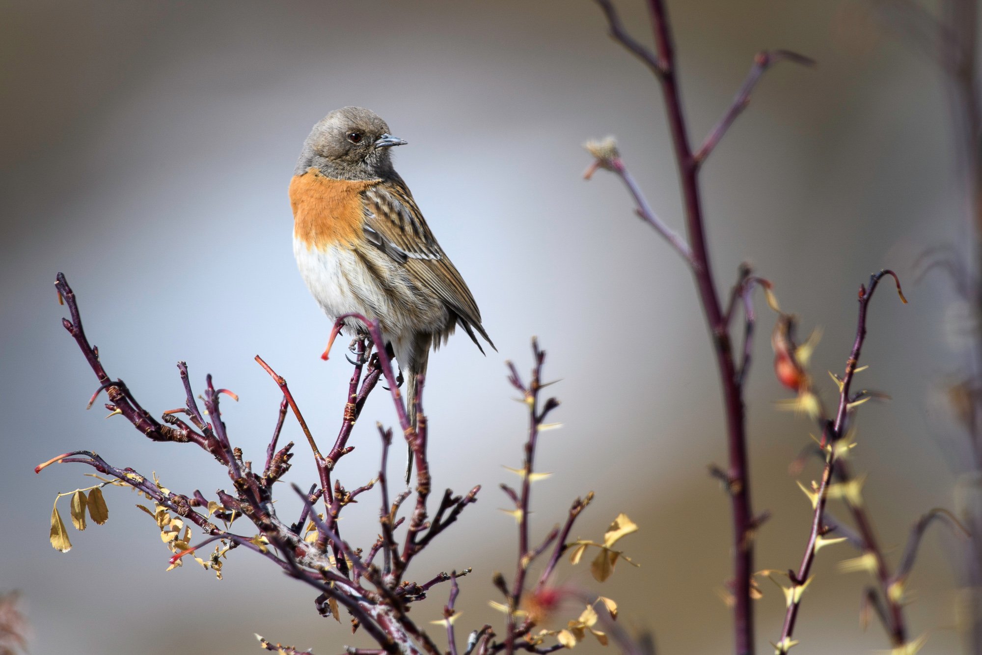 _NMG5808_robin accentor Prunella ruberculoides Himalayas.jpg
