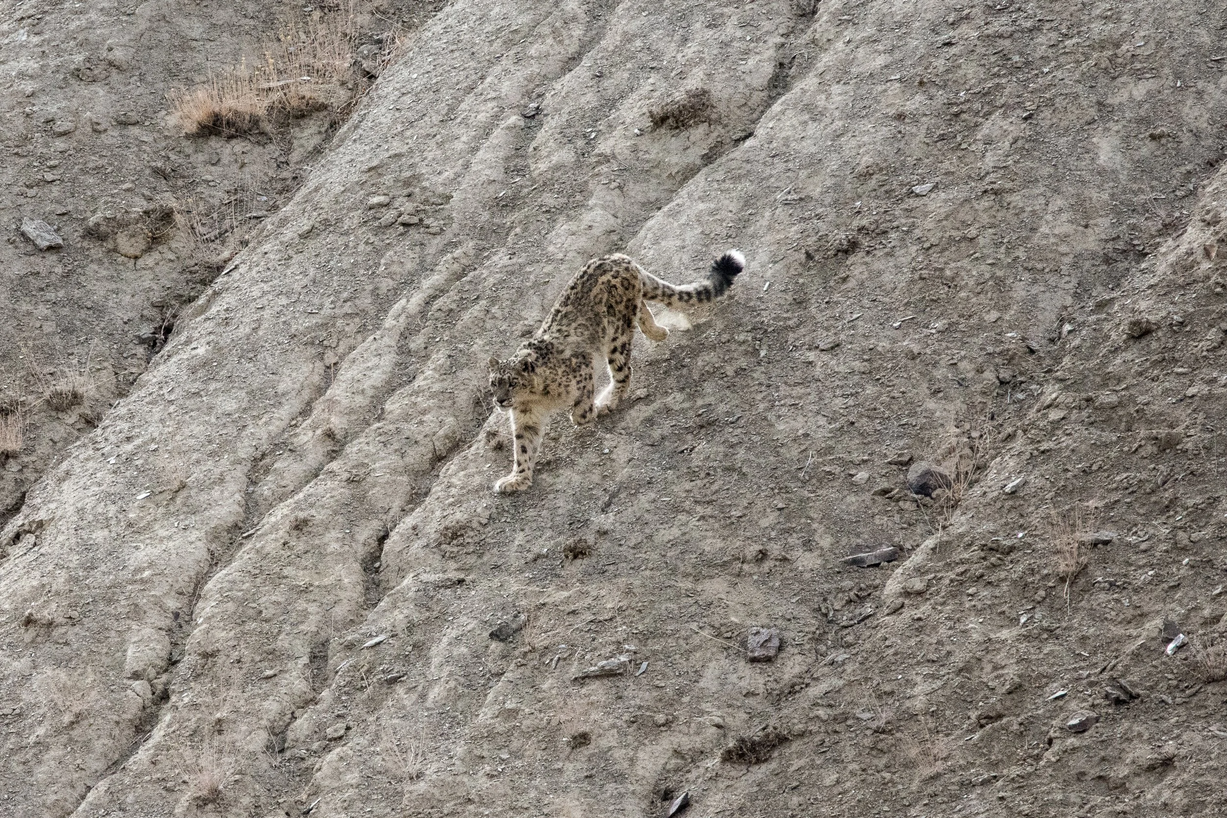 snow leopard 01.jpg