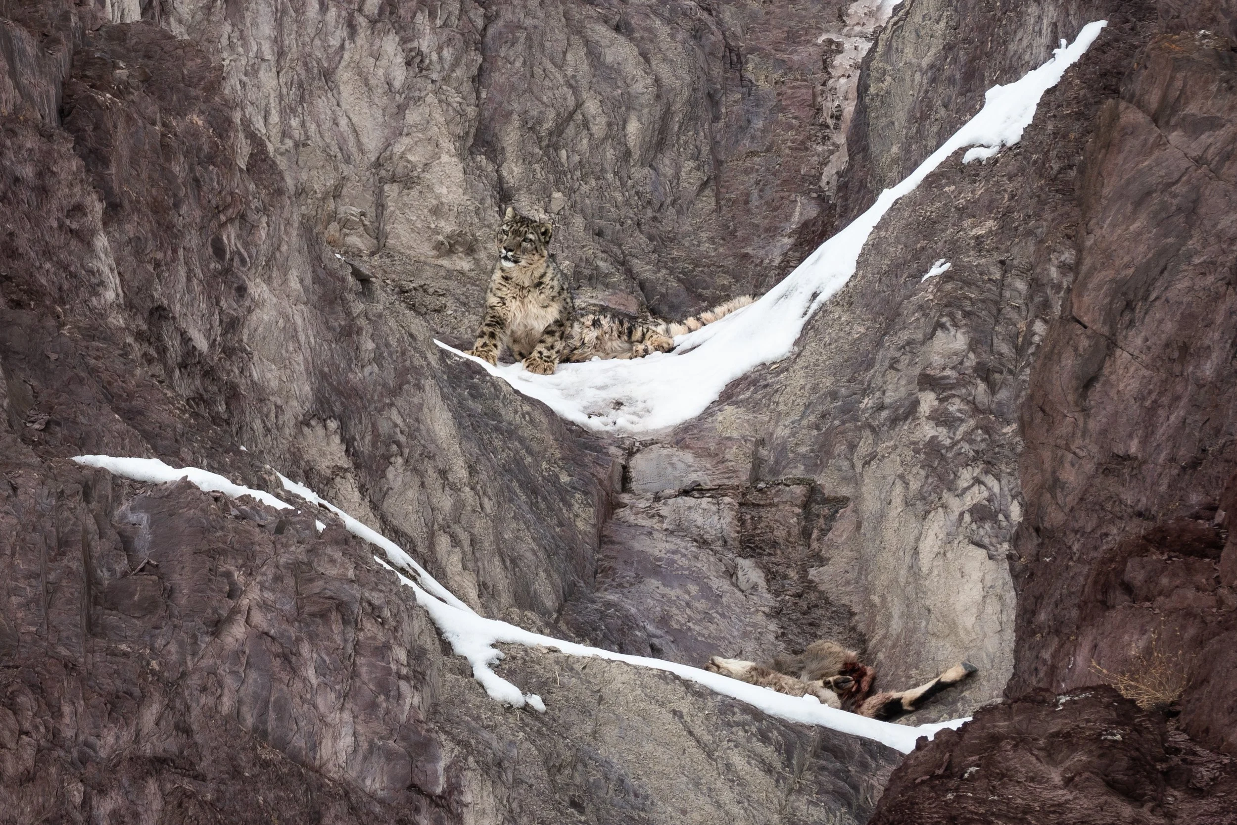 snow leopard 02.jpg