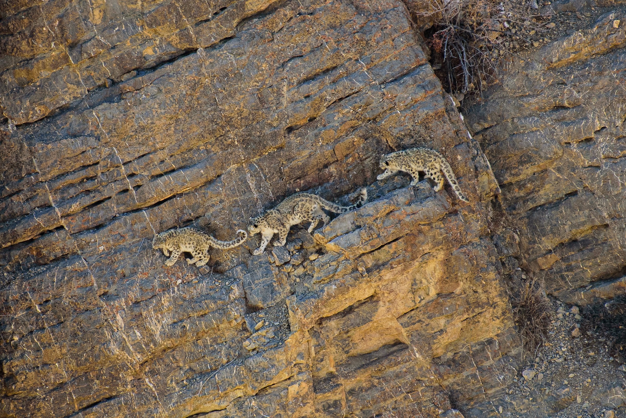 snow leopard 04.jpg