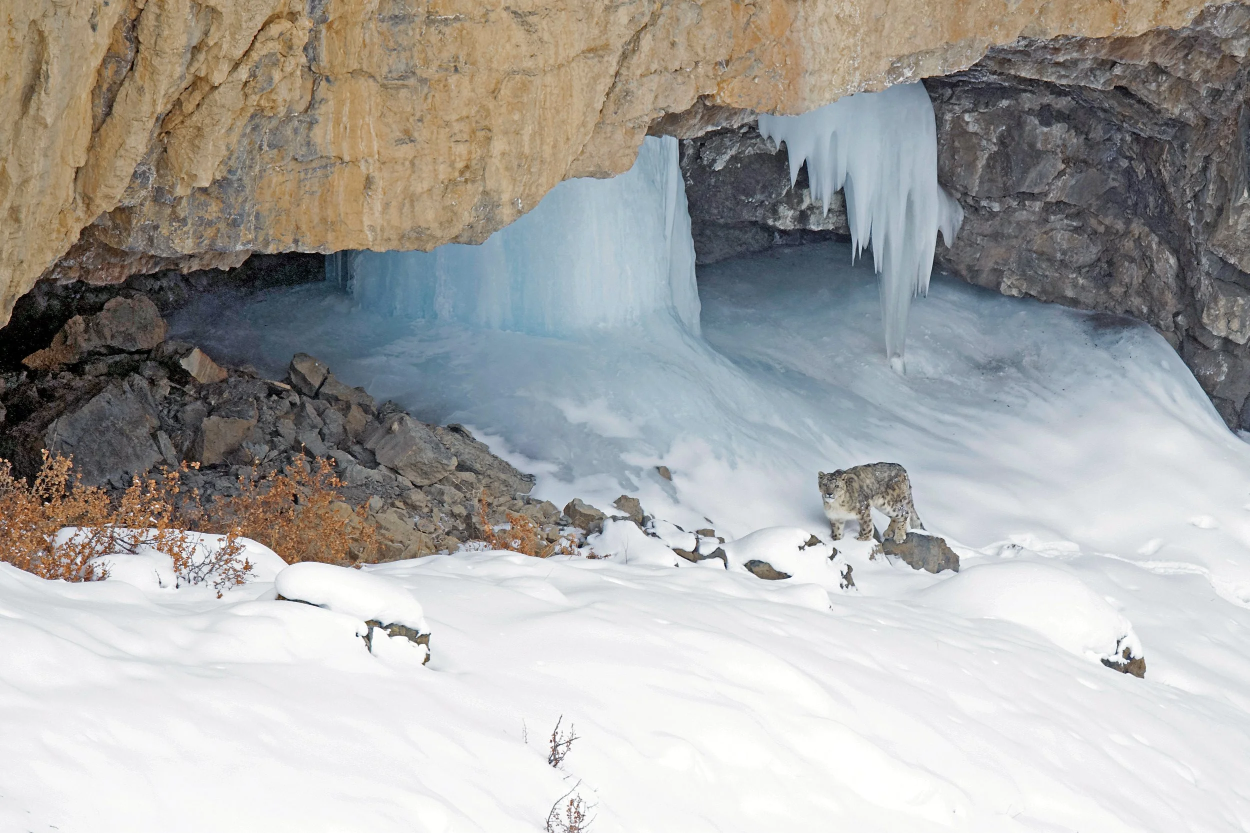 snow leopard 05.jpg