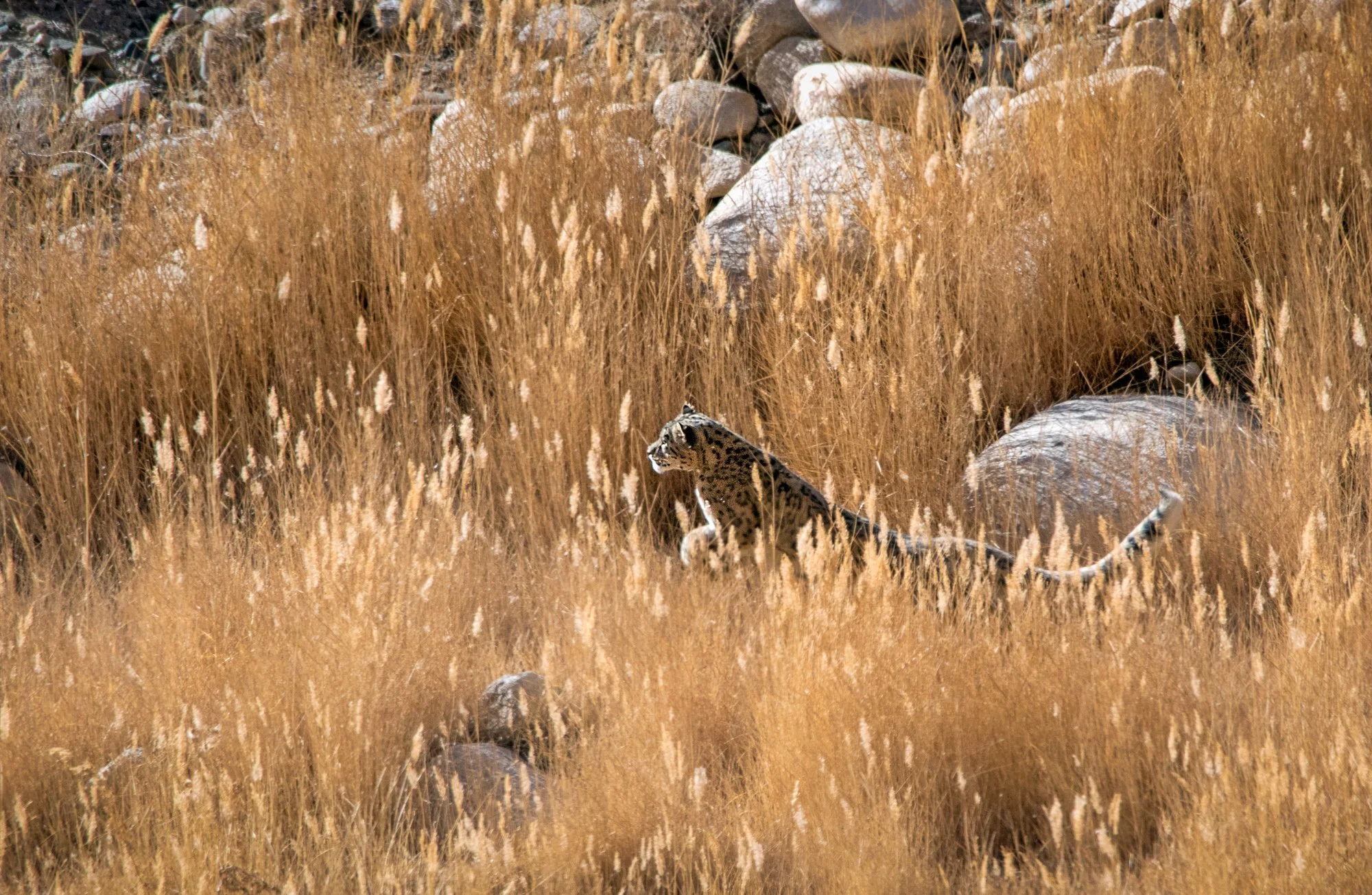 5 Snow Leopard Chase.jpg