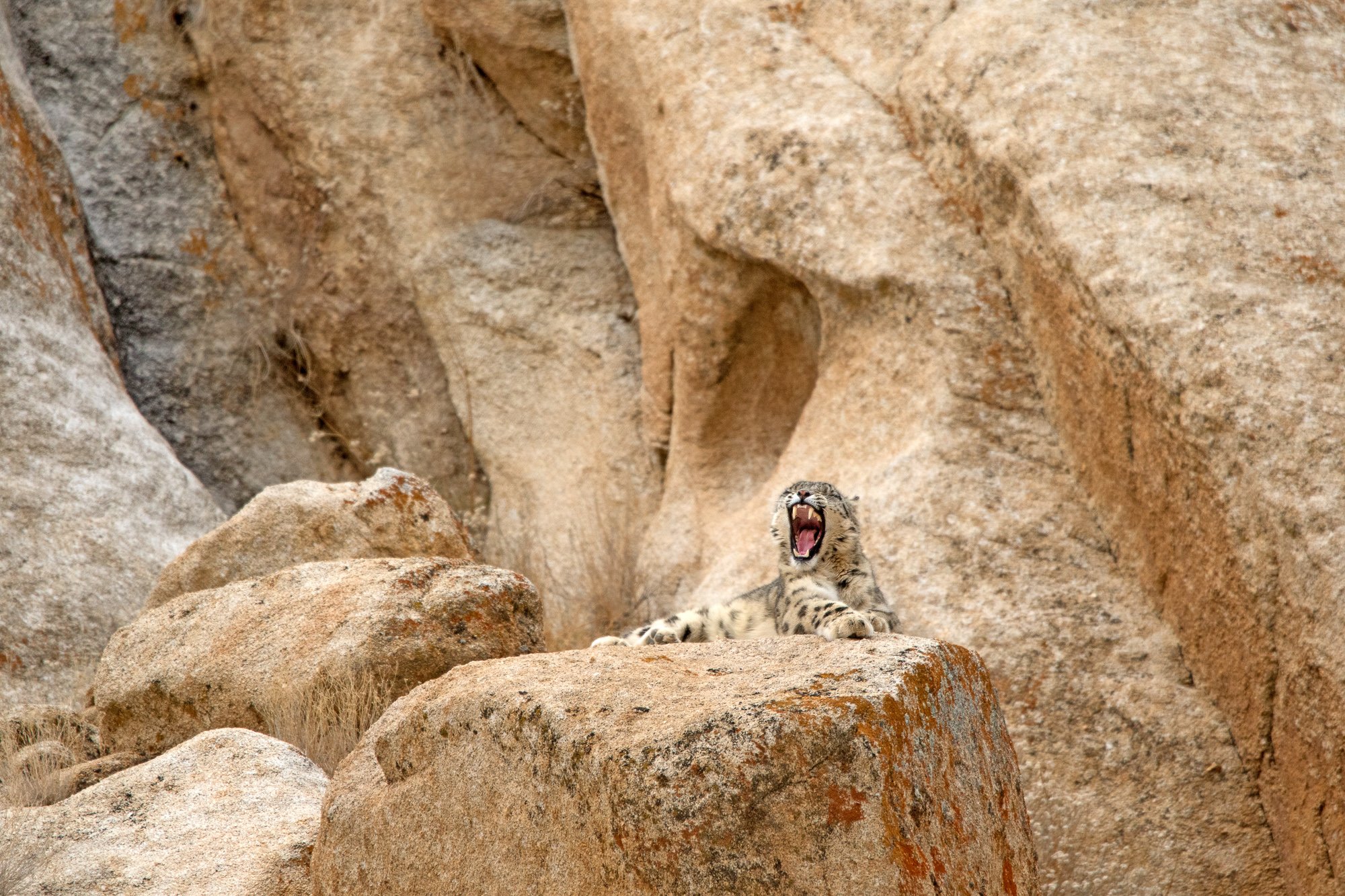 11 Snow Leopard yawn.jpg