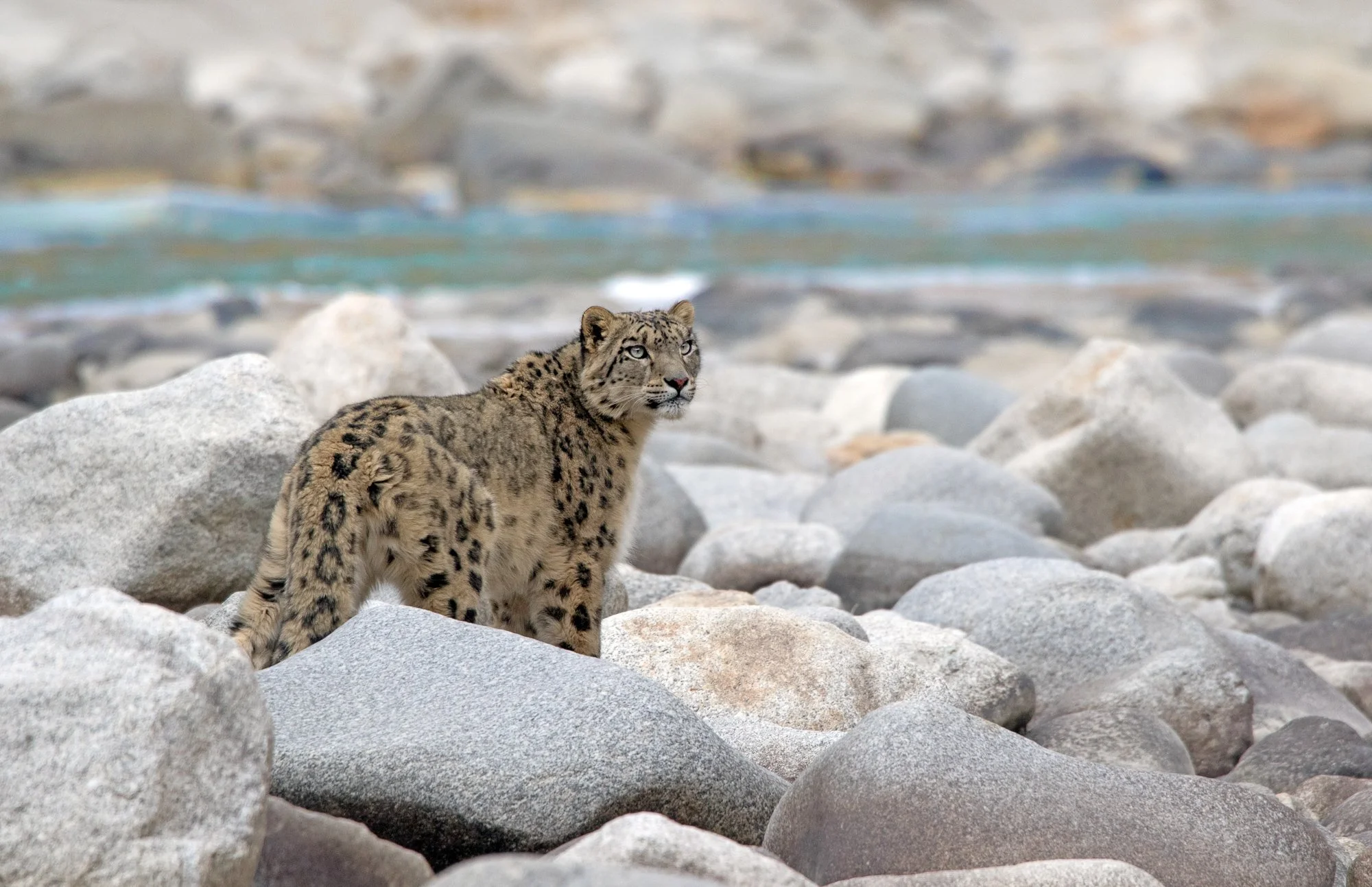 23 Snow Leopard on the stones by the Indus2.jpg