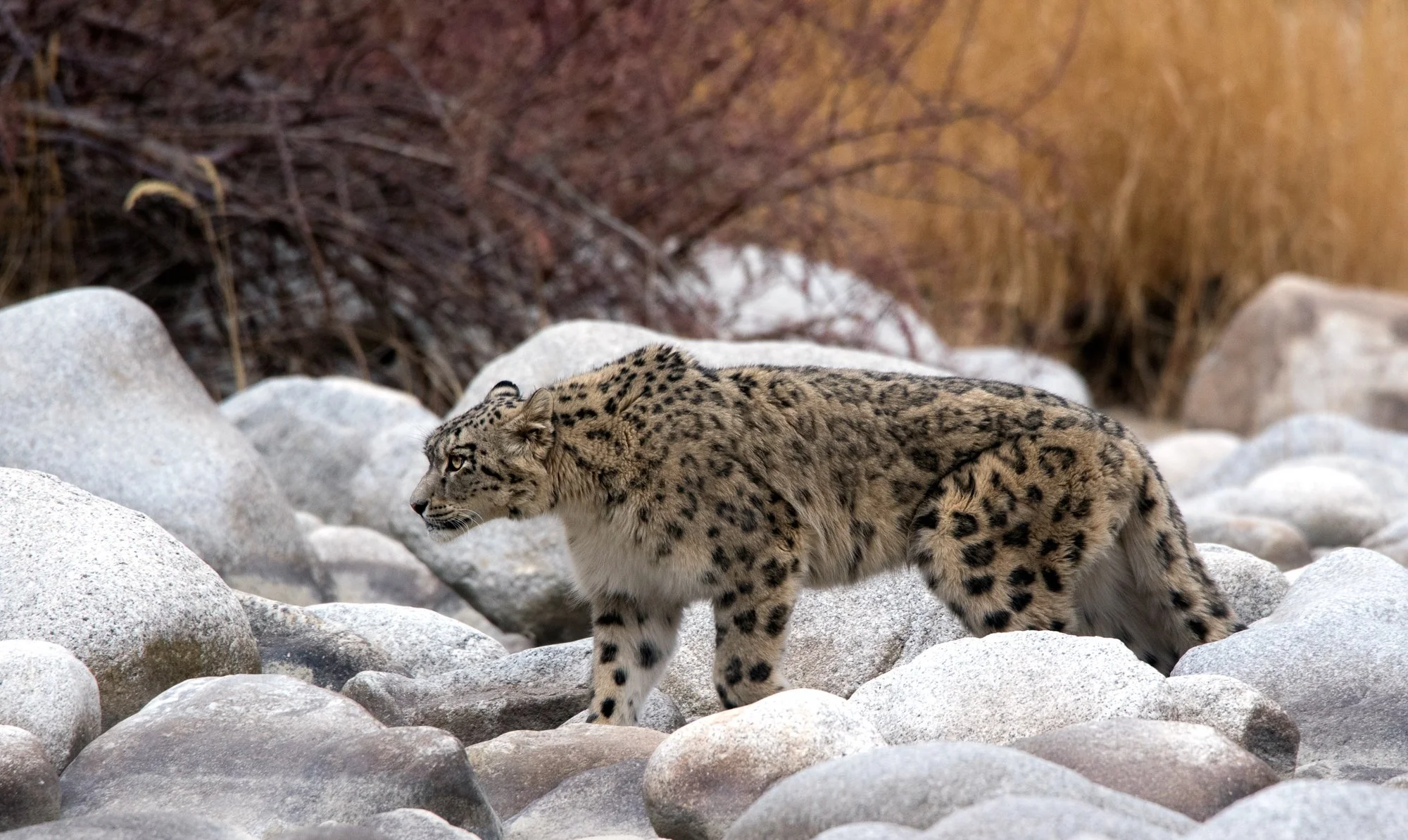 27 Snow Leopard walking on the Indus stones bushes.jpg