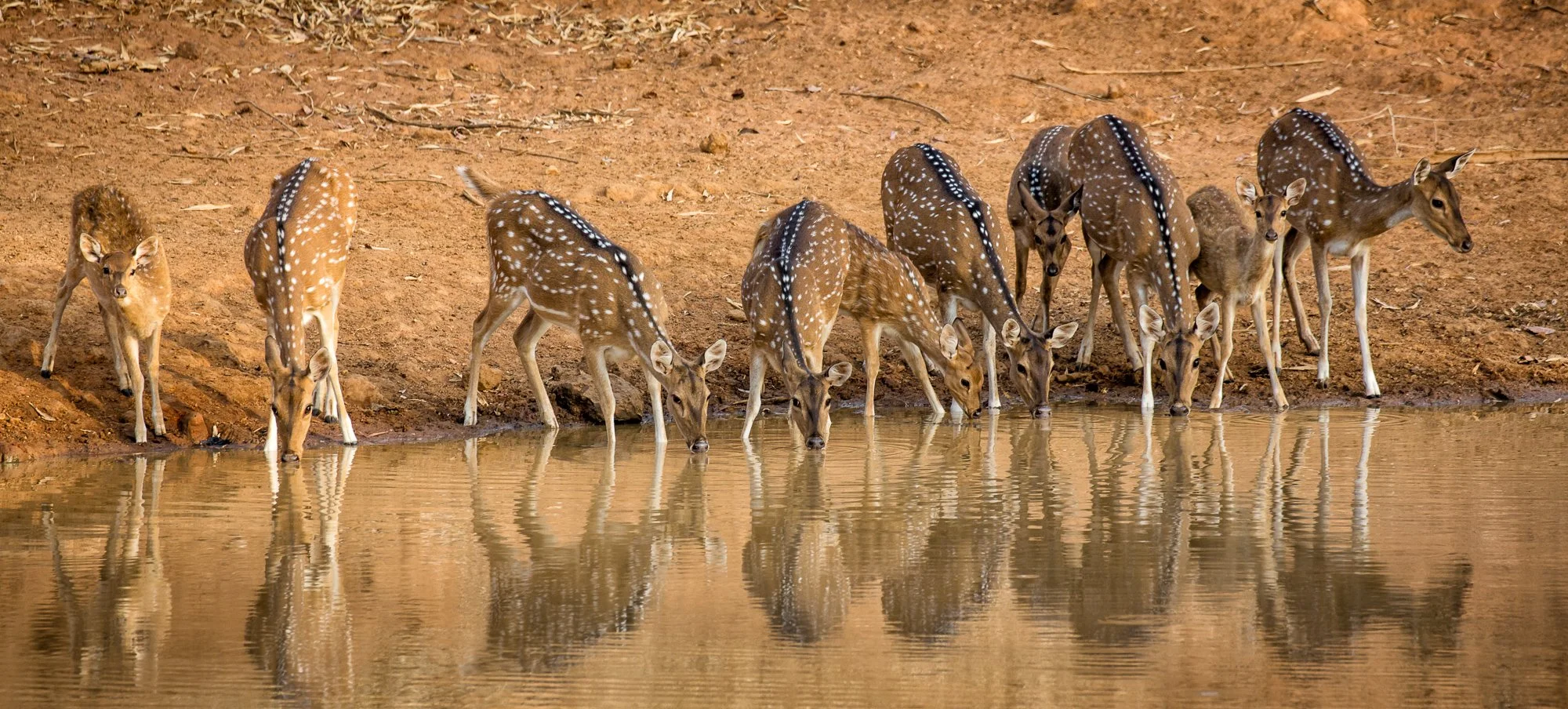 ABiggs_20150512_Bandavgarh060.jpg