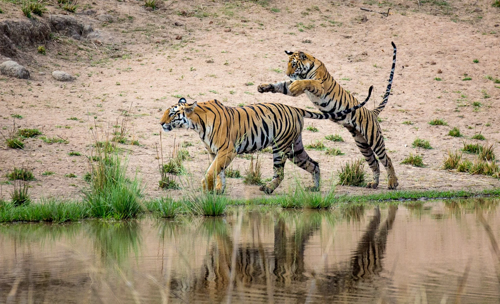 ABiggs_20150511_Bandavgarh179.jpg