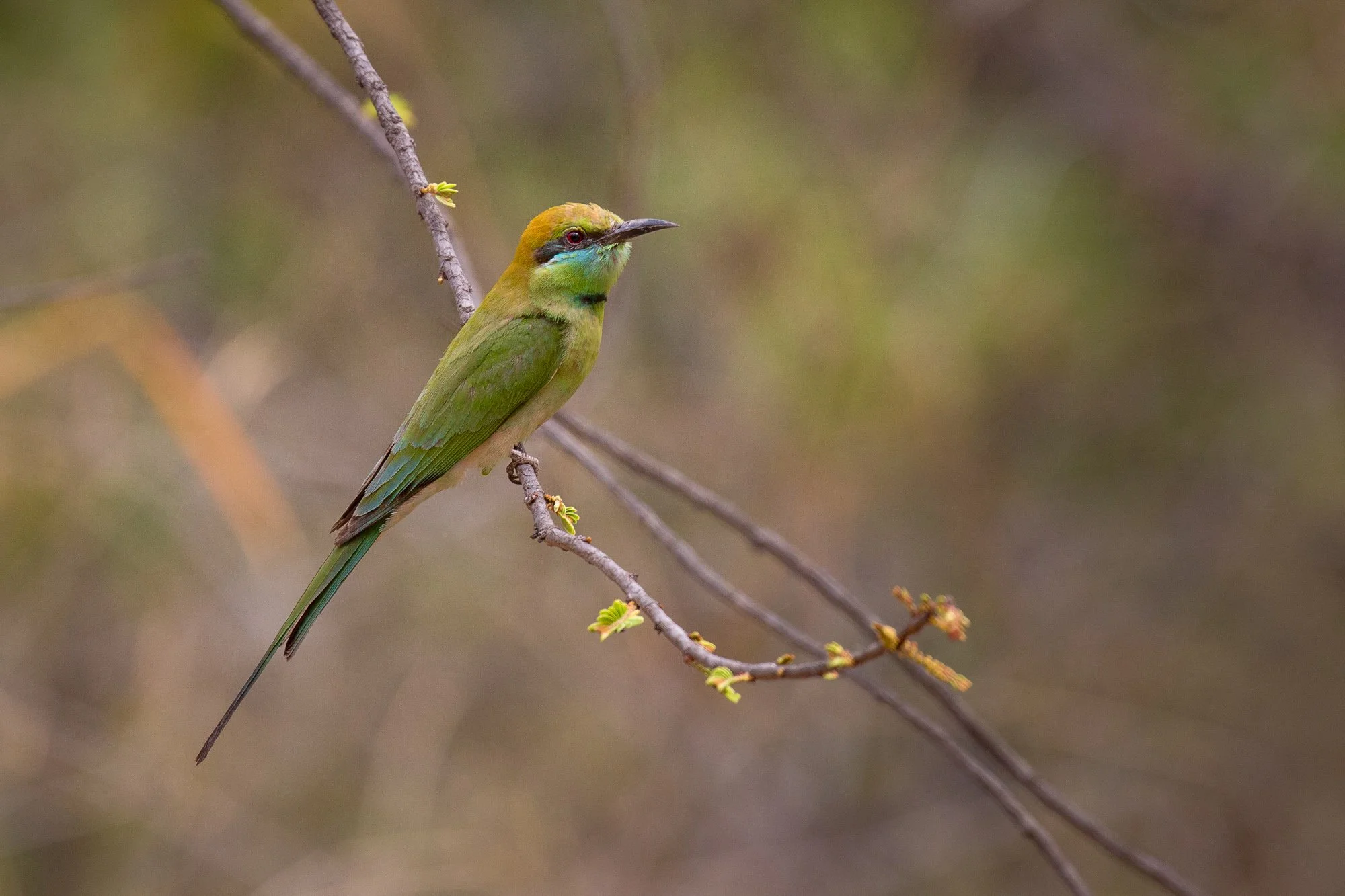 ABiggs_20150513_Bandavgarh083.jpg