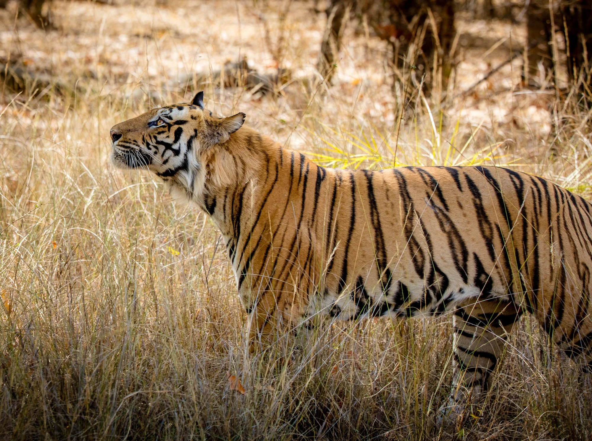 ABiggs_20160403_Bandhavgarh_172.jpg