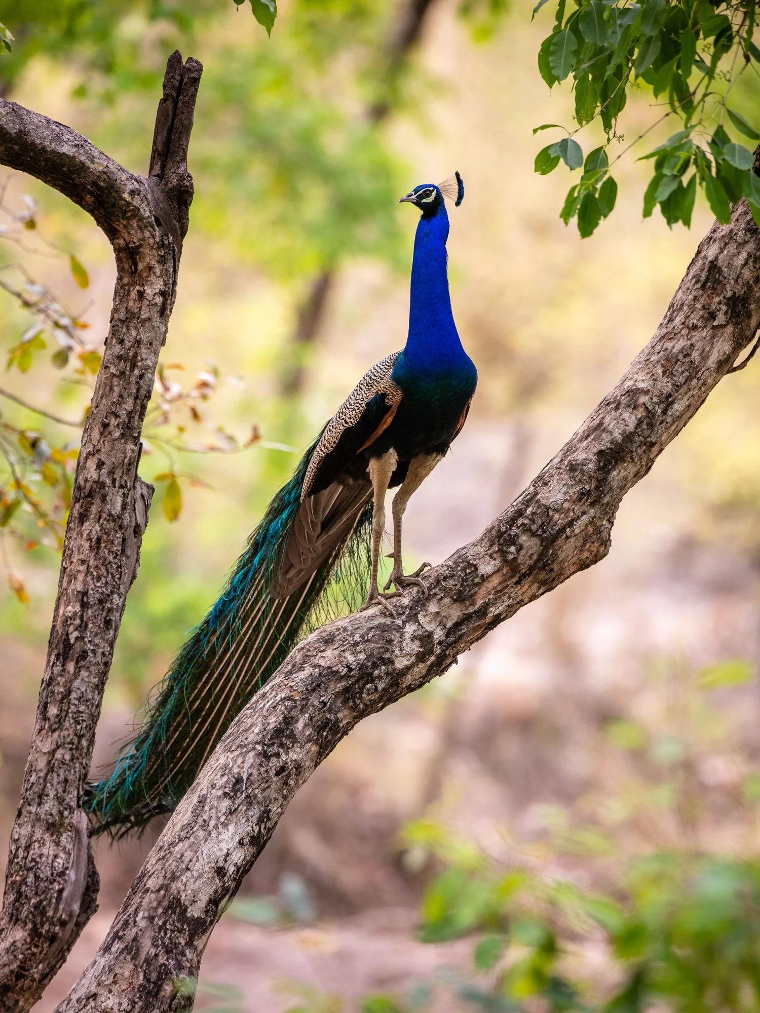 ABiggs_20160403_Bandhavgarh_221.jpg