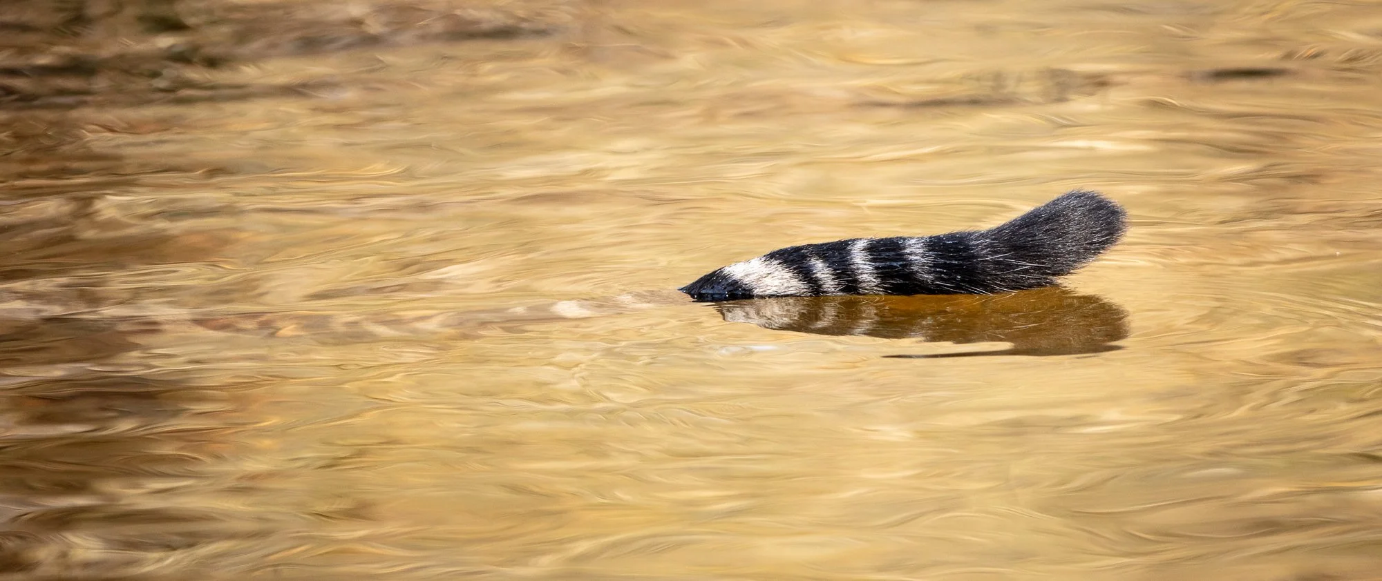 ABiggs_20160404_Bandhavgarh_163.jpg