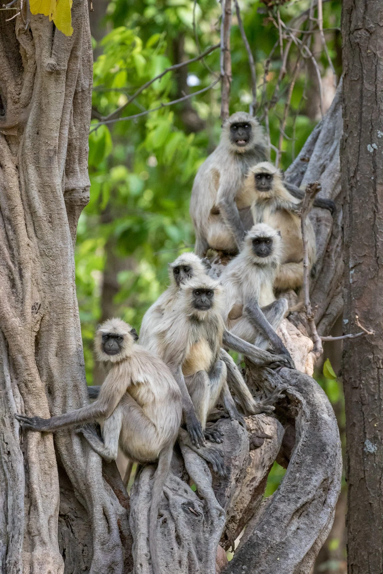 ABiggs_20170422_Bandhavgarh_479.jpg