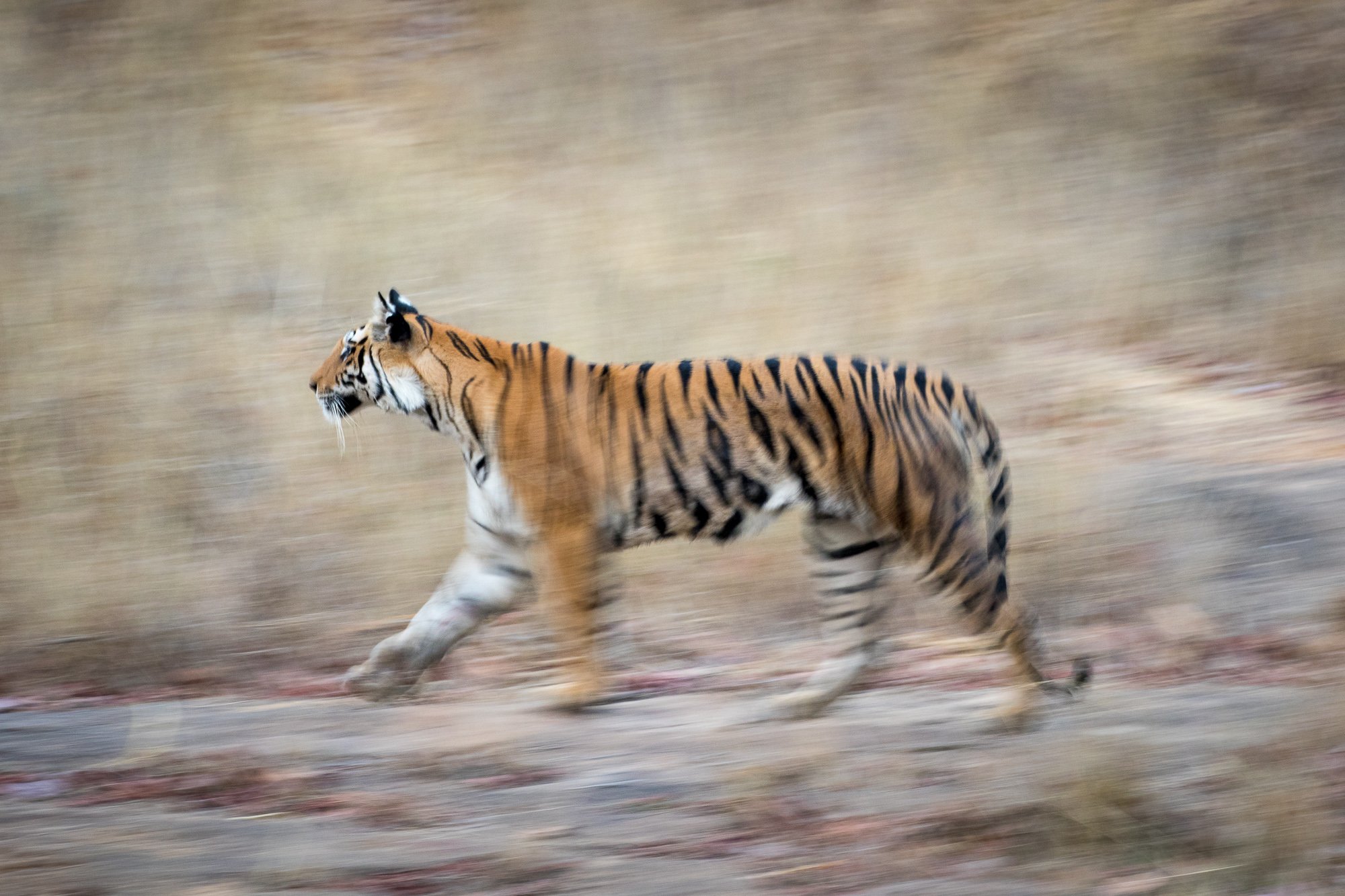 ABiggs_20170422_Bandhavgarh_641.jpg