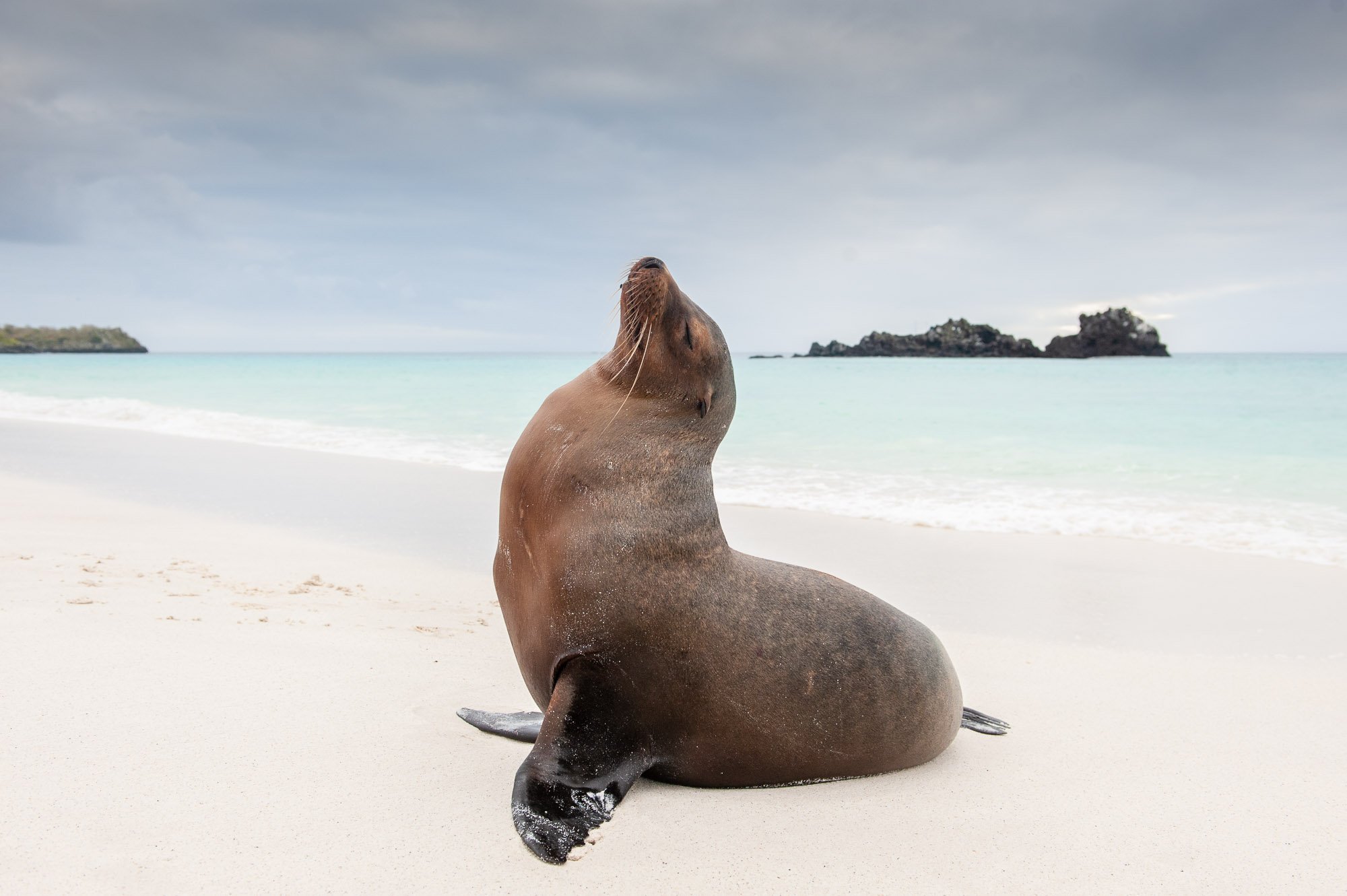 Galapagos on a Private Yacht, April 2028