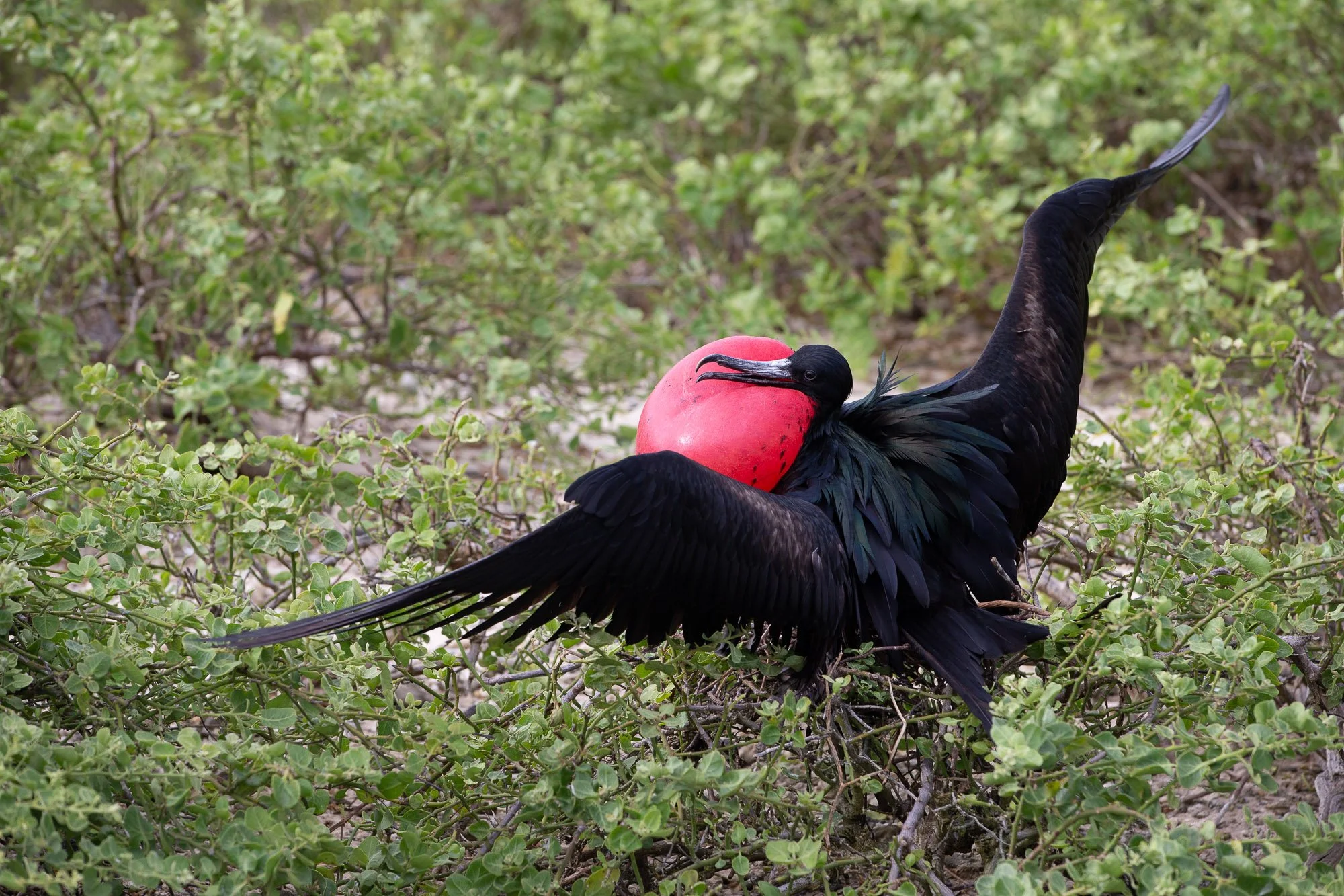 Genovesa_20160520_007 (1).jpg