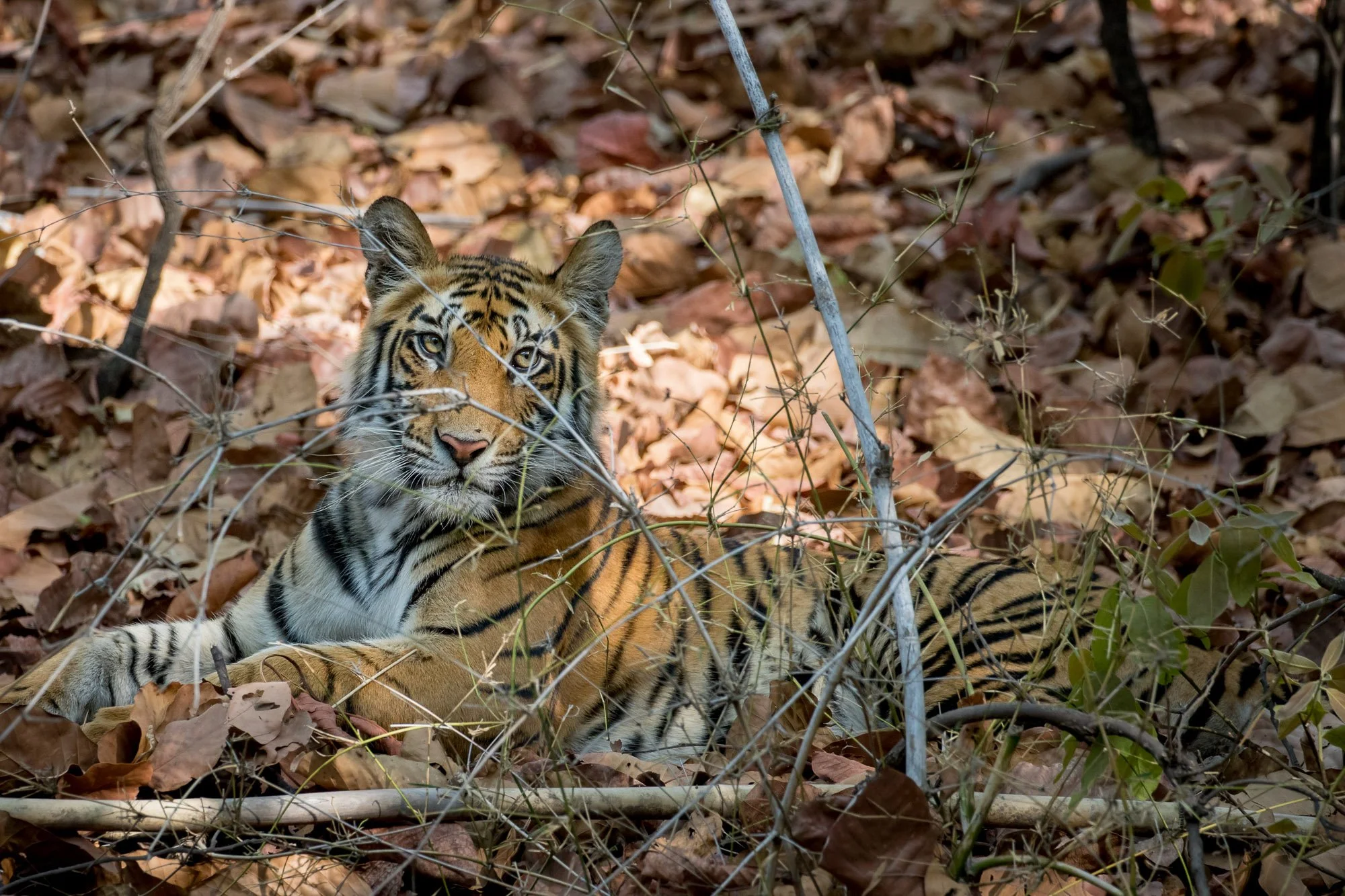 ABiggs_20170423_Bandhavgarh_283.jpg