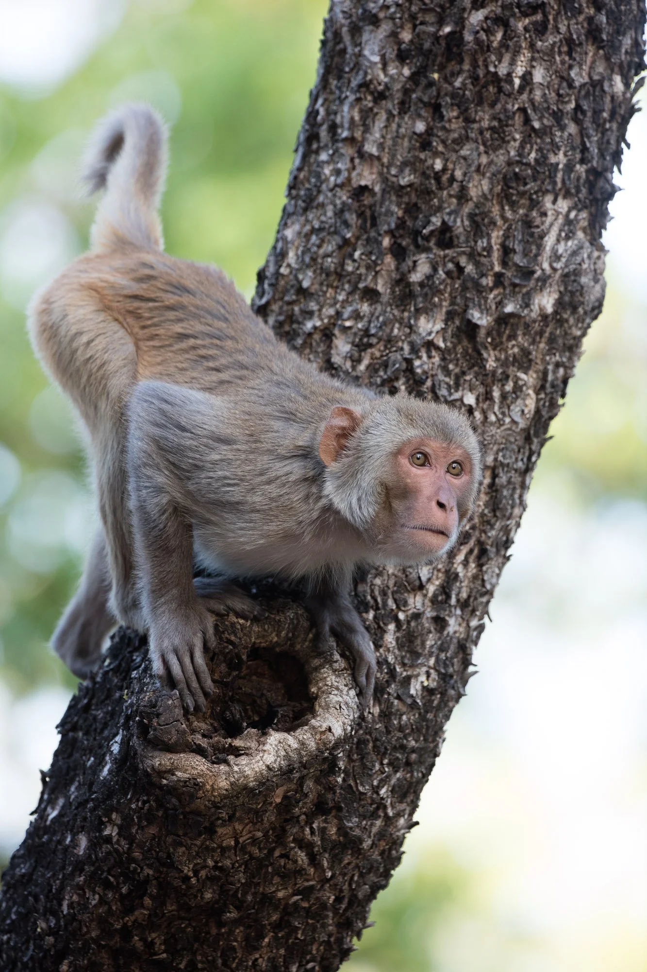 ABiggs_20160402_Bandhavgarh_035.jpg