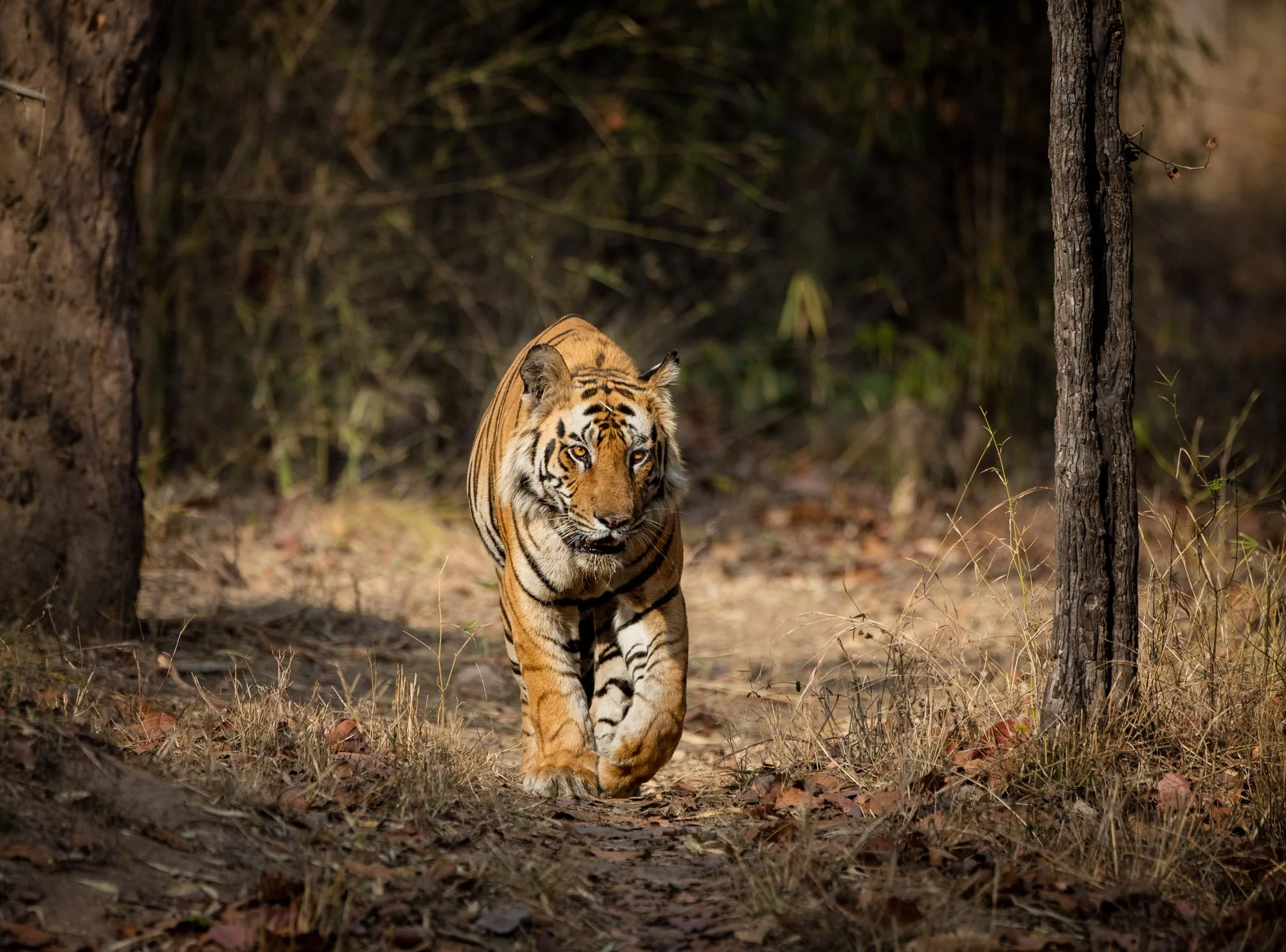 ABiggs_20160404_Bandhavgarh_031.jpg