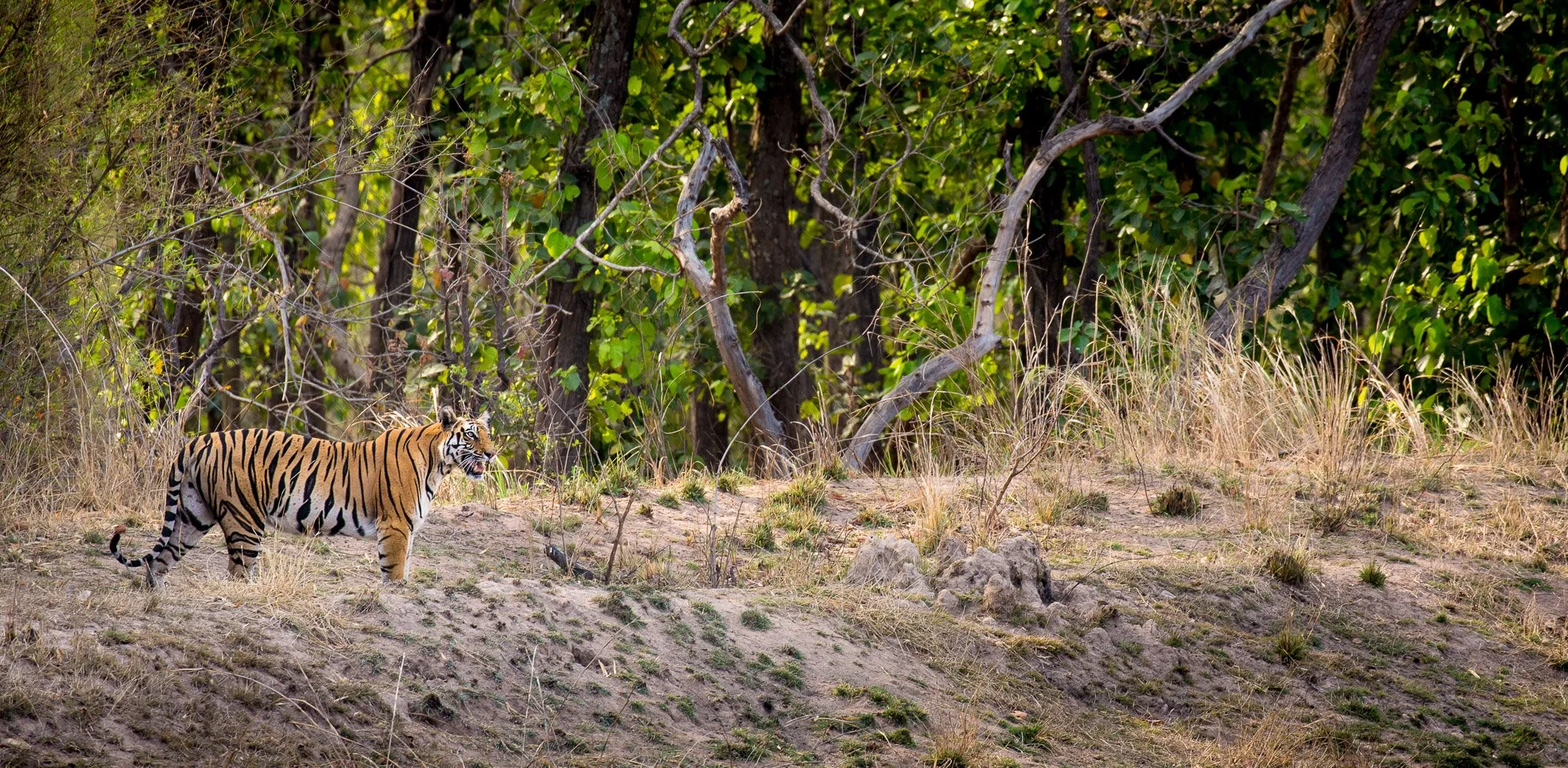 ABiggs_20150511_Bandavgarh015.jpg