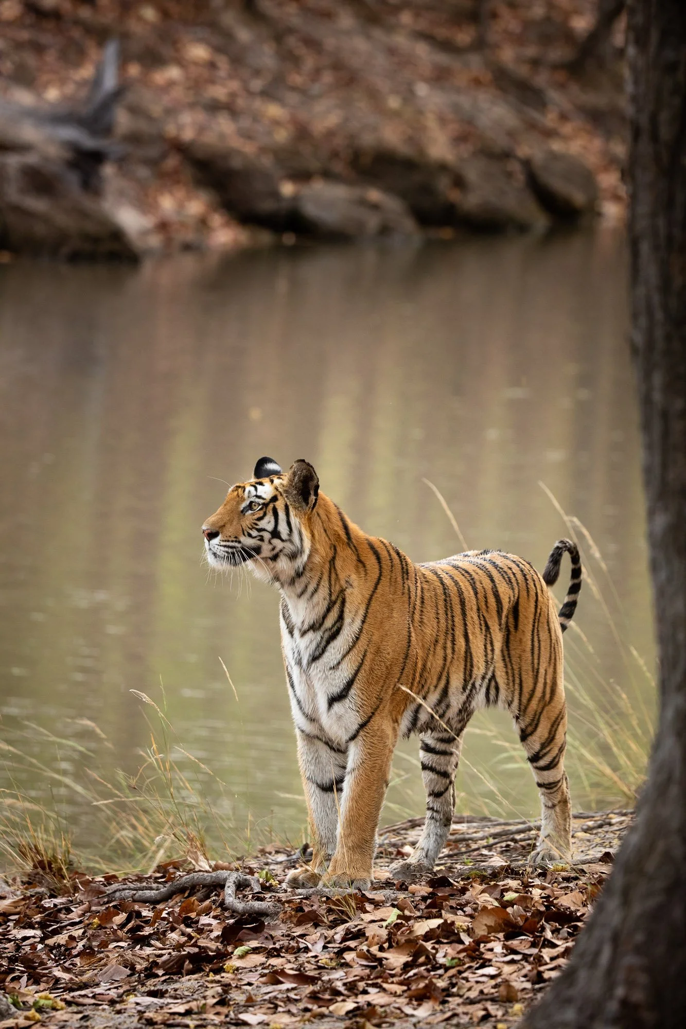 ABiggs_20160403_Bandhavgarh_351.jpg
