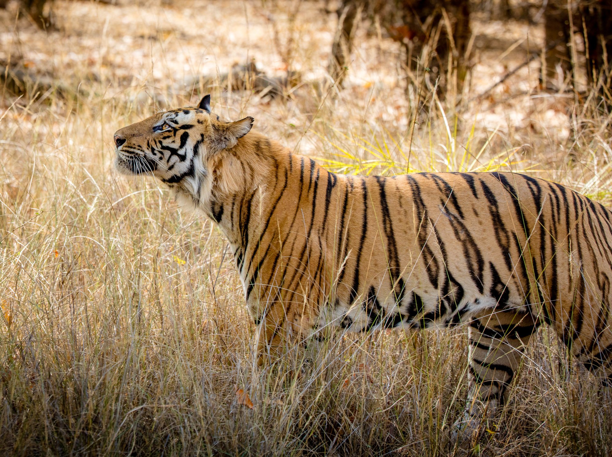 India Tiger Safari, January 2027