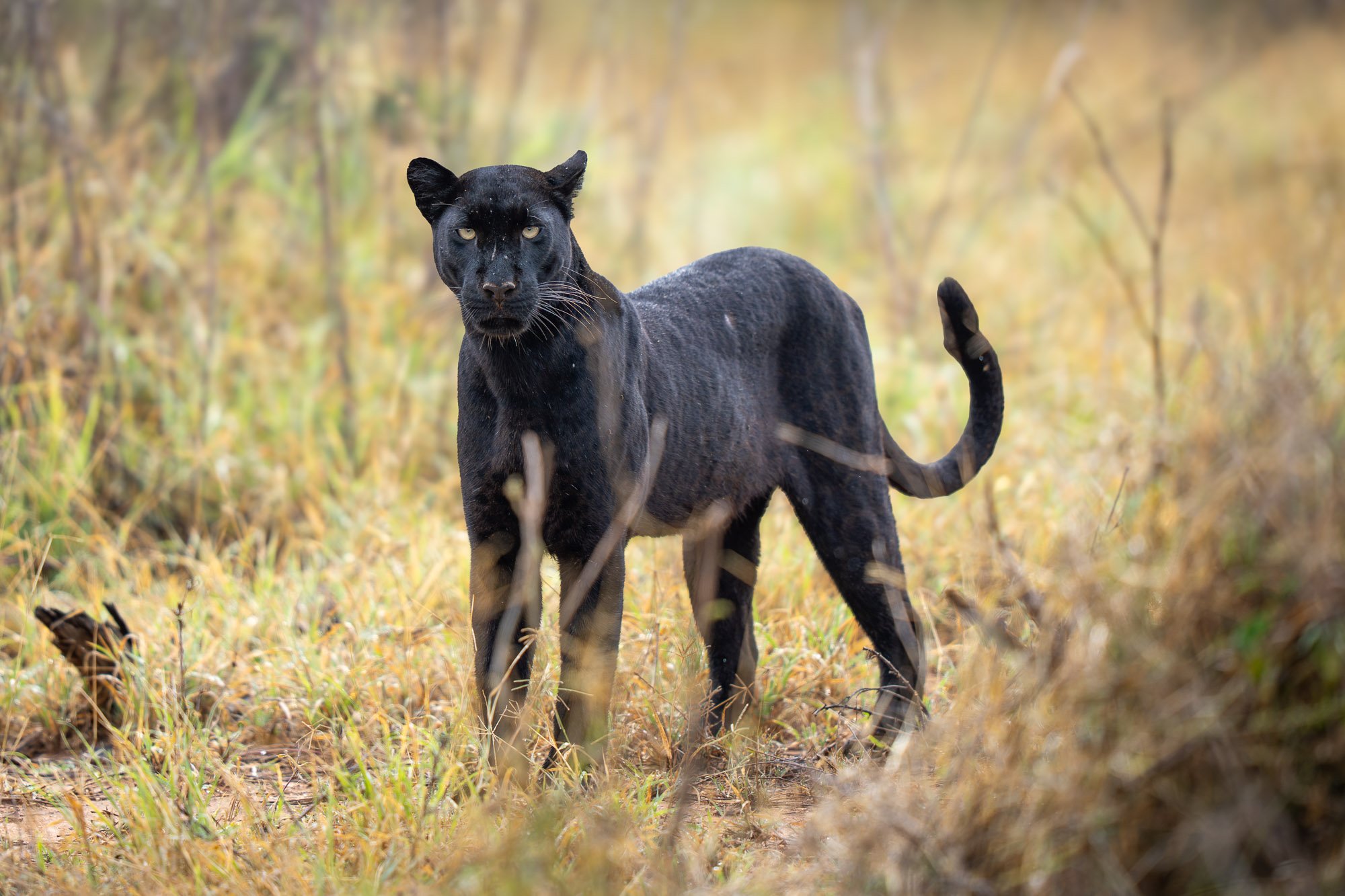 Kenya: In Pursuit of Black Leopards and Photo Hides Safari