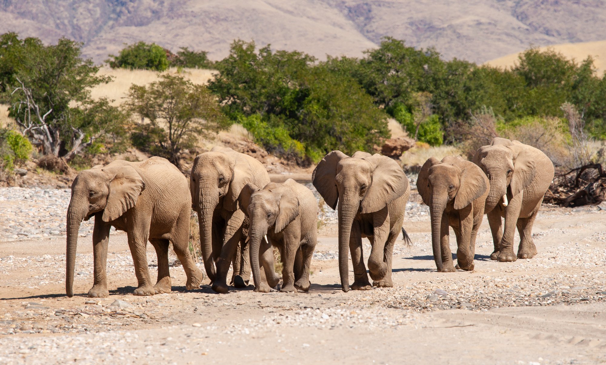 05112009_Skeletoncoast_145.jpg